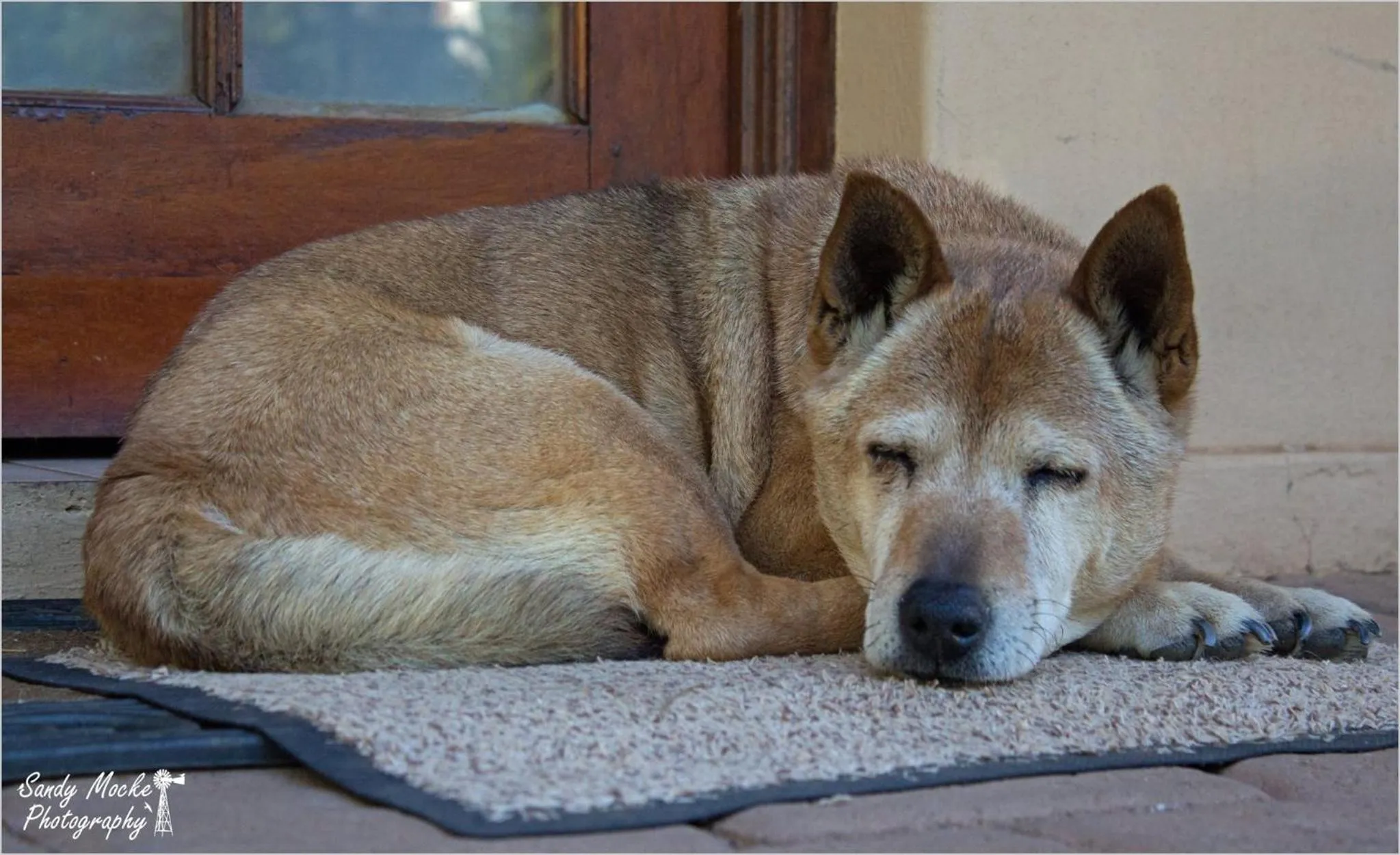 Pets in A Cherry Lane Self Catering and B&B