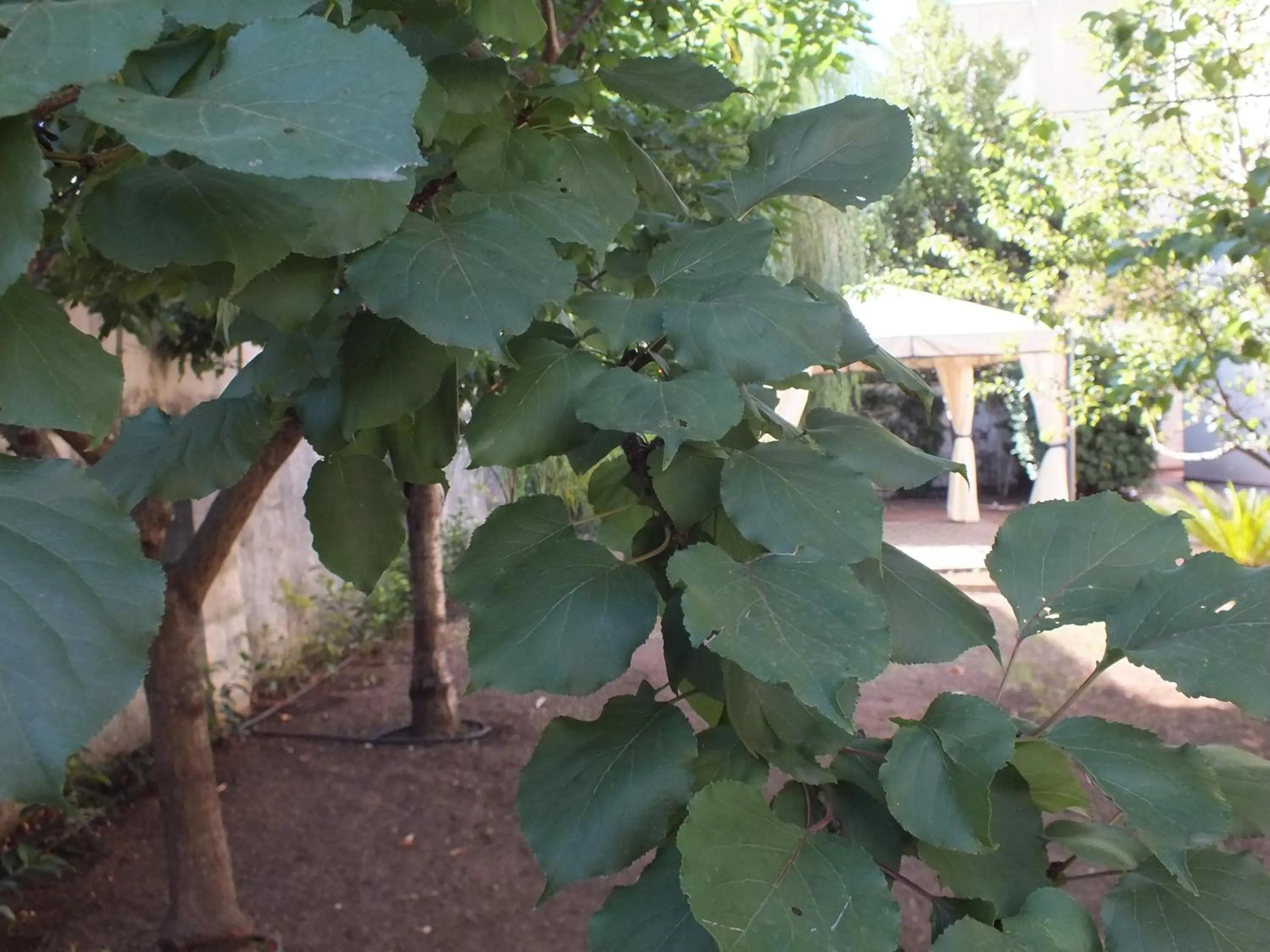 Garden view in Villa Lazzari B&B Tra i due Mari