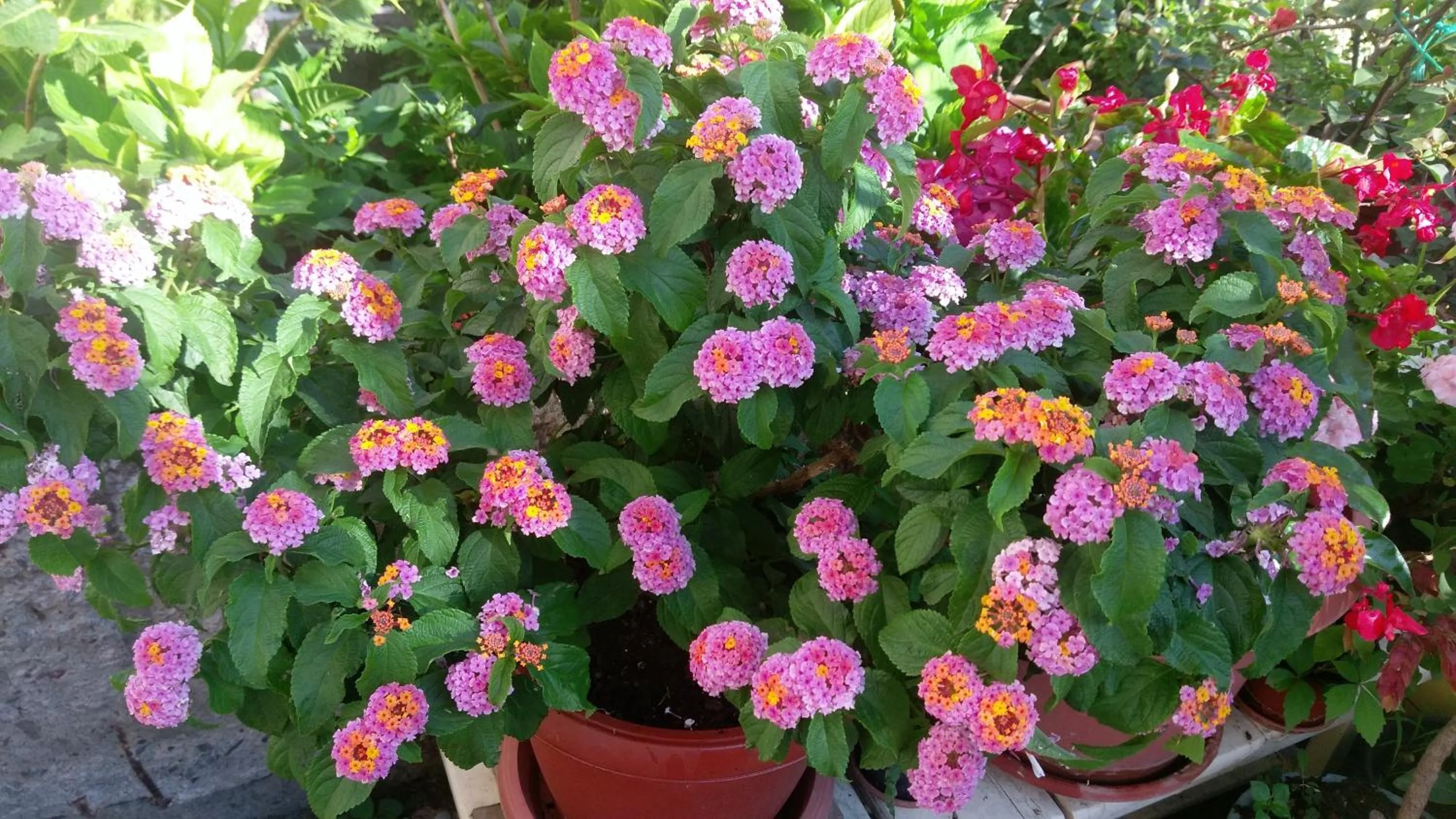 Garden in Bitrak Guest House