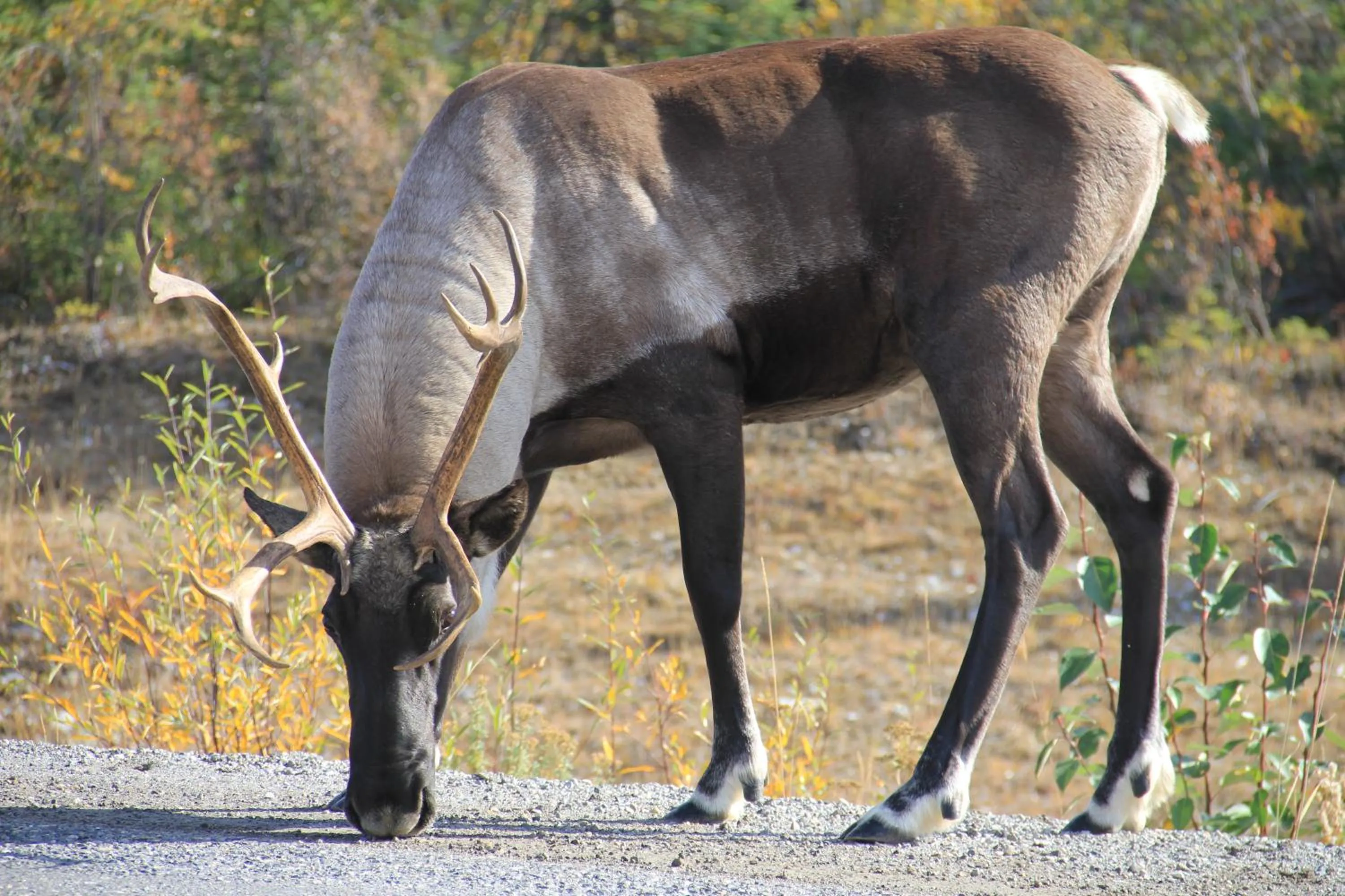 Animals in Double G Service