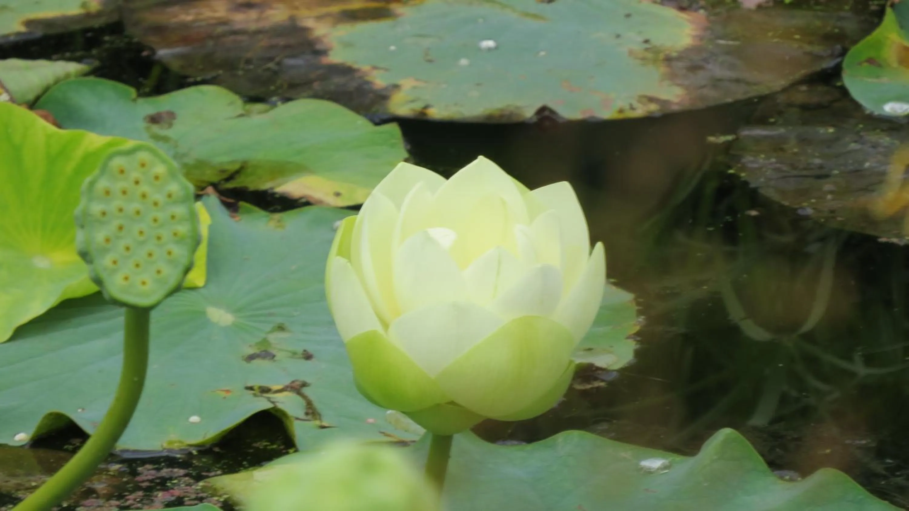 Other Animals in The Gatehouse at Villa Raedward