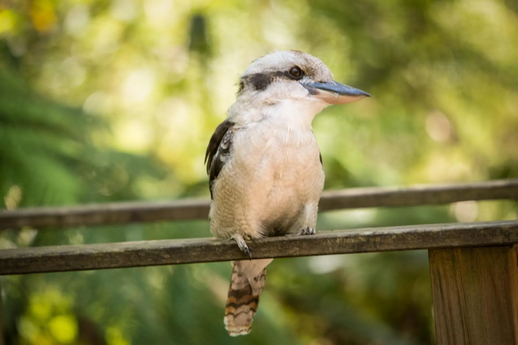 Animals in Myers Creek Cascades Luxury Cottages