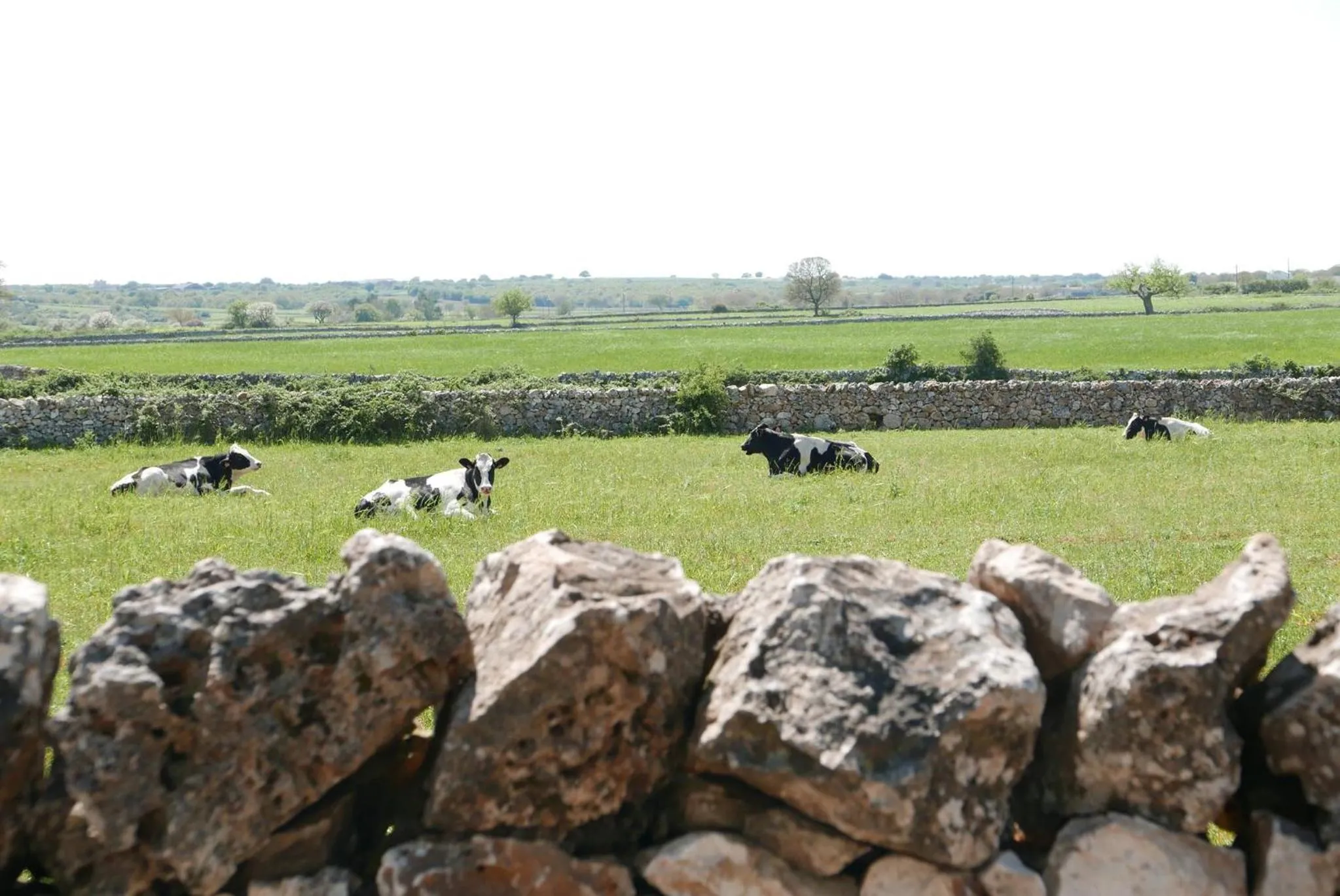 Natural landscape in Masseria Murgia Albanese