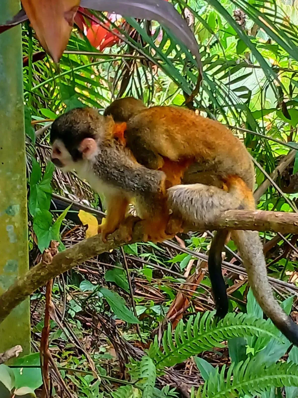 Property building in Mountain Top Park Hotel