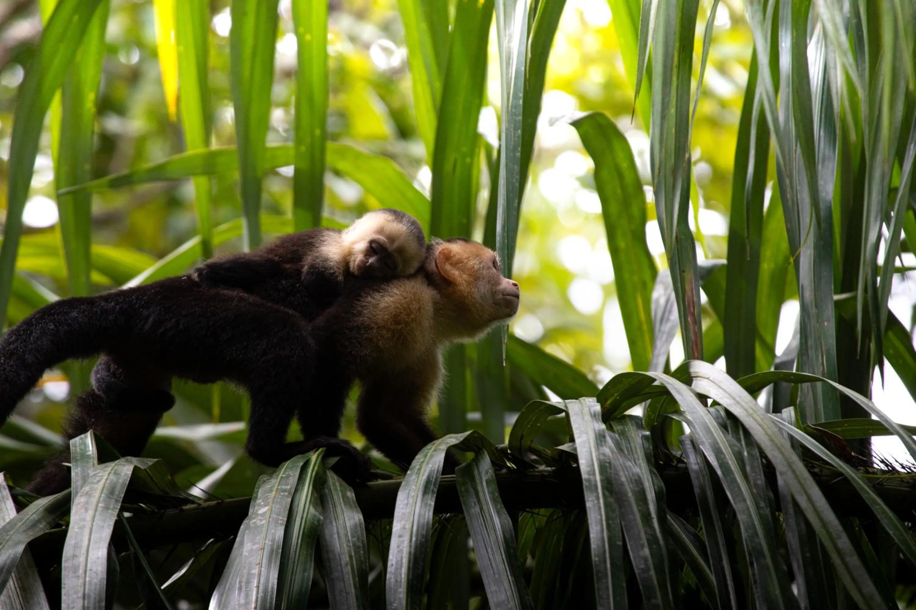 Mountain Top Park Hotel