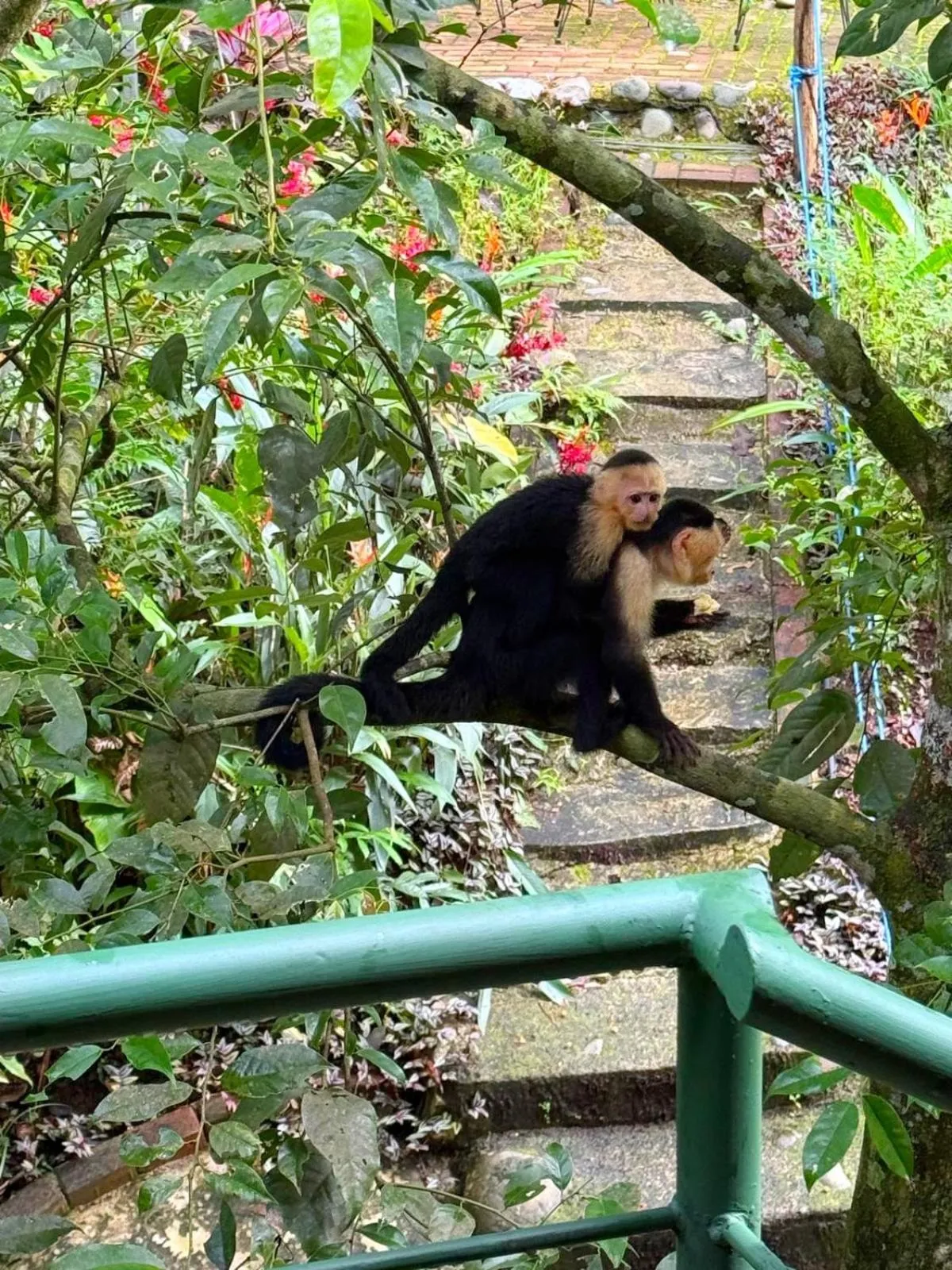Animals in Mountain Top Park Hotel