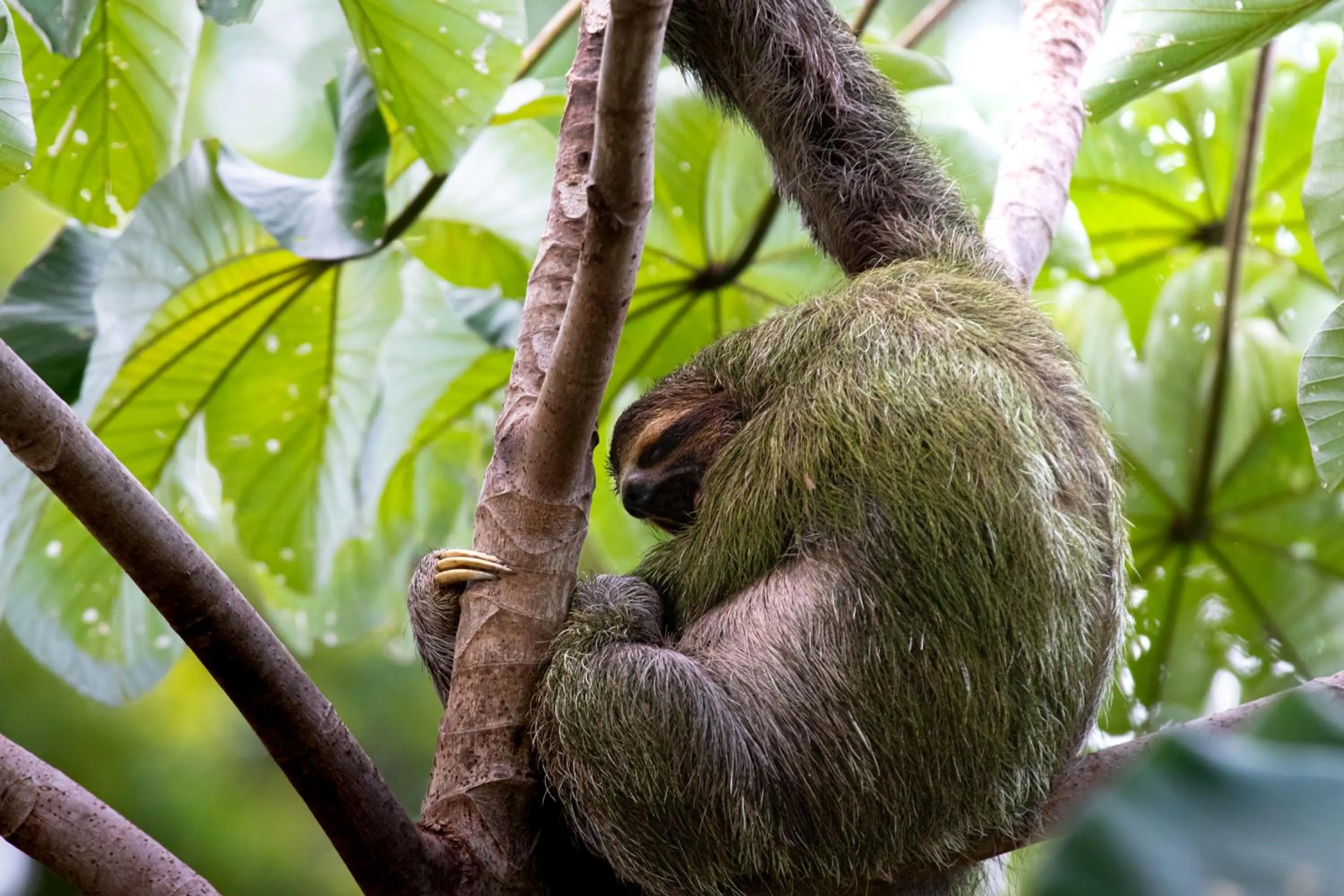 Mountain Top Park Hotel