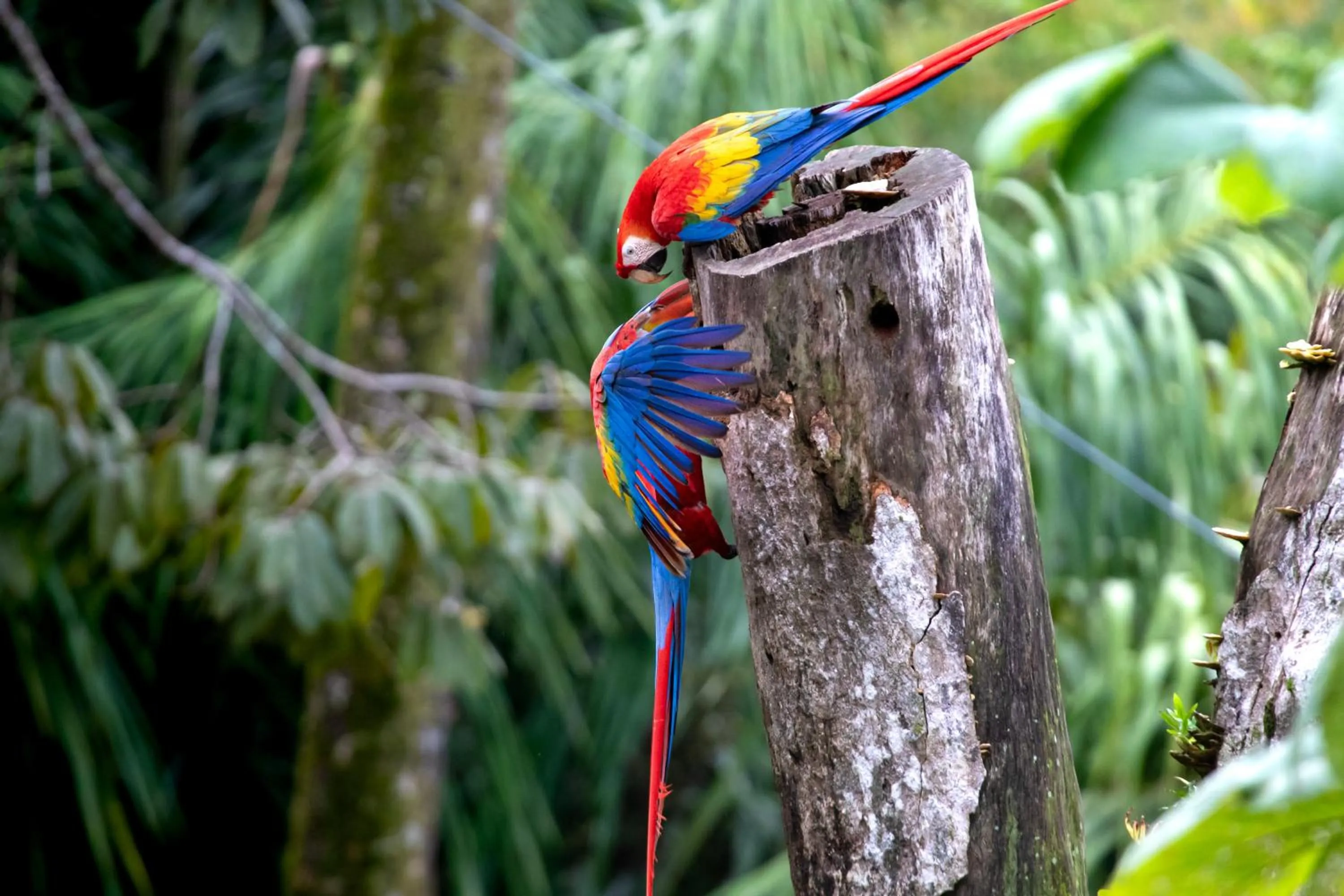 Mountain Top Park Hotel