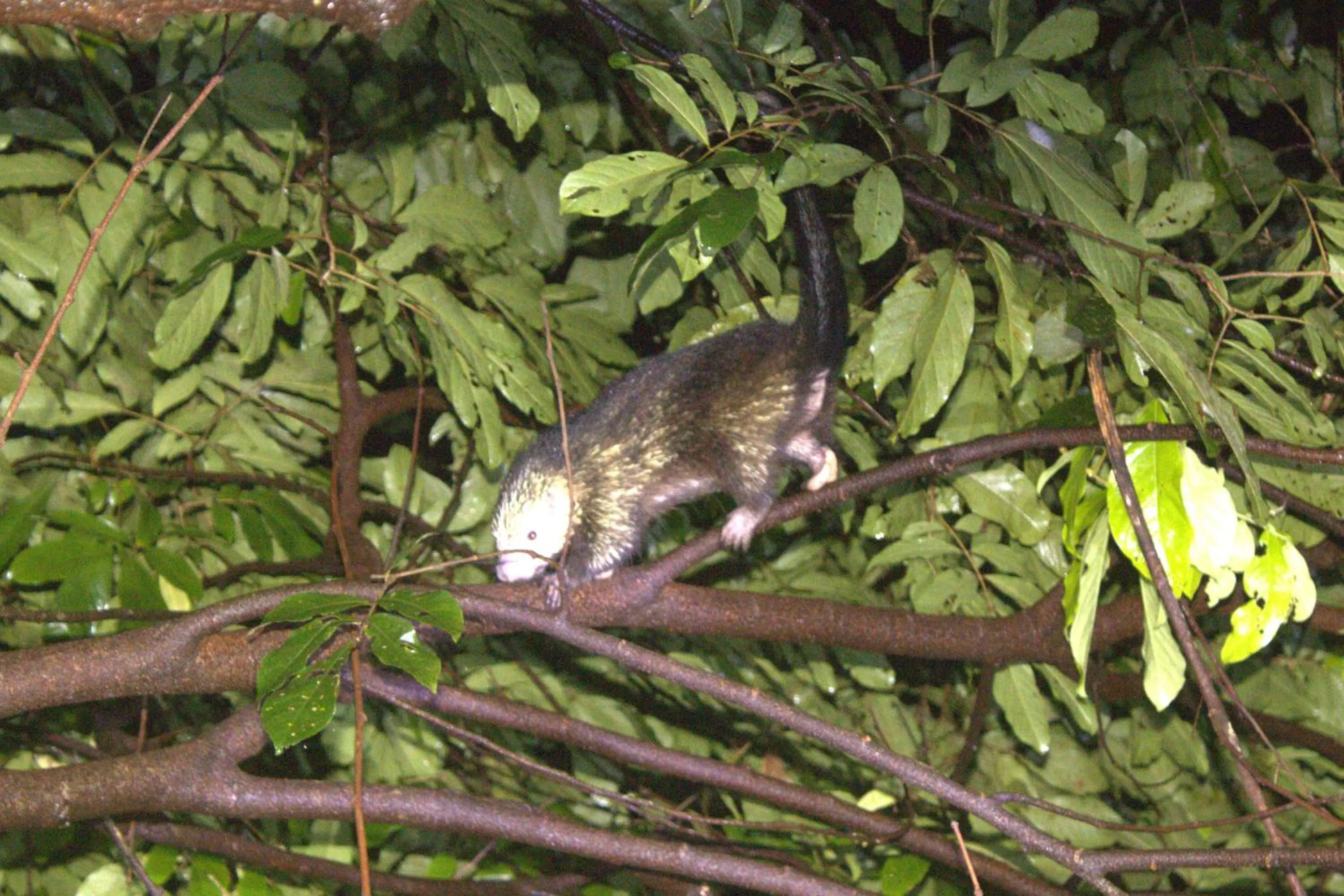 Animals in Mountain Top Park Hotel