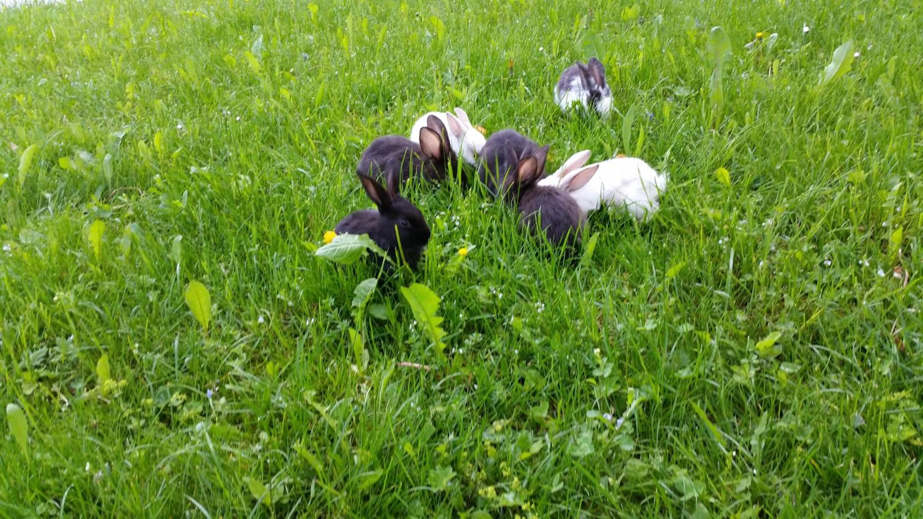 Animals in Guest house Pr Ambružarju & Apartments