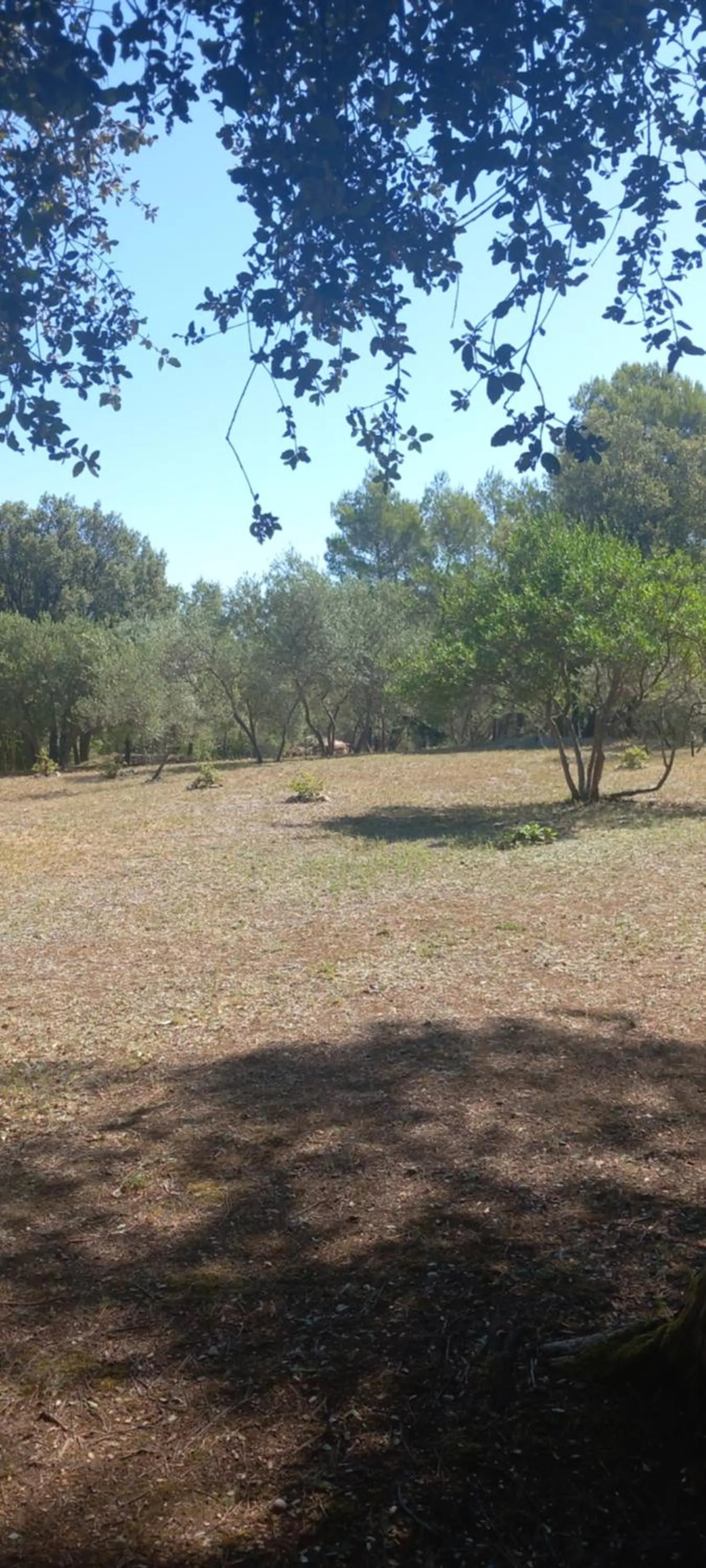 Garden in Maprovencale