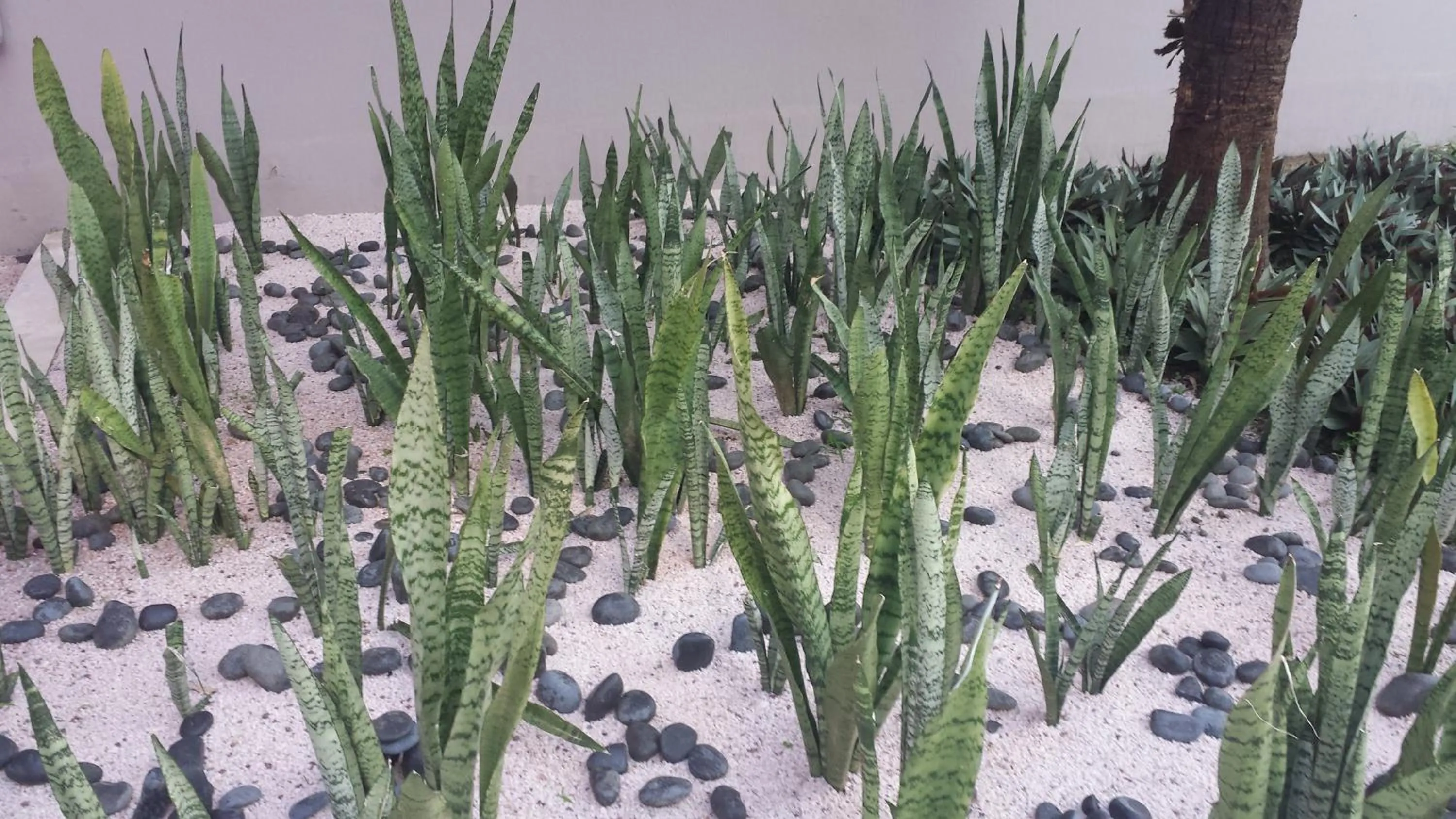 Garden in Hotel Atlantis