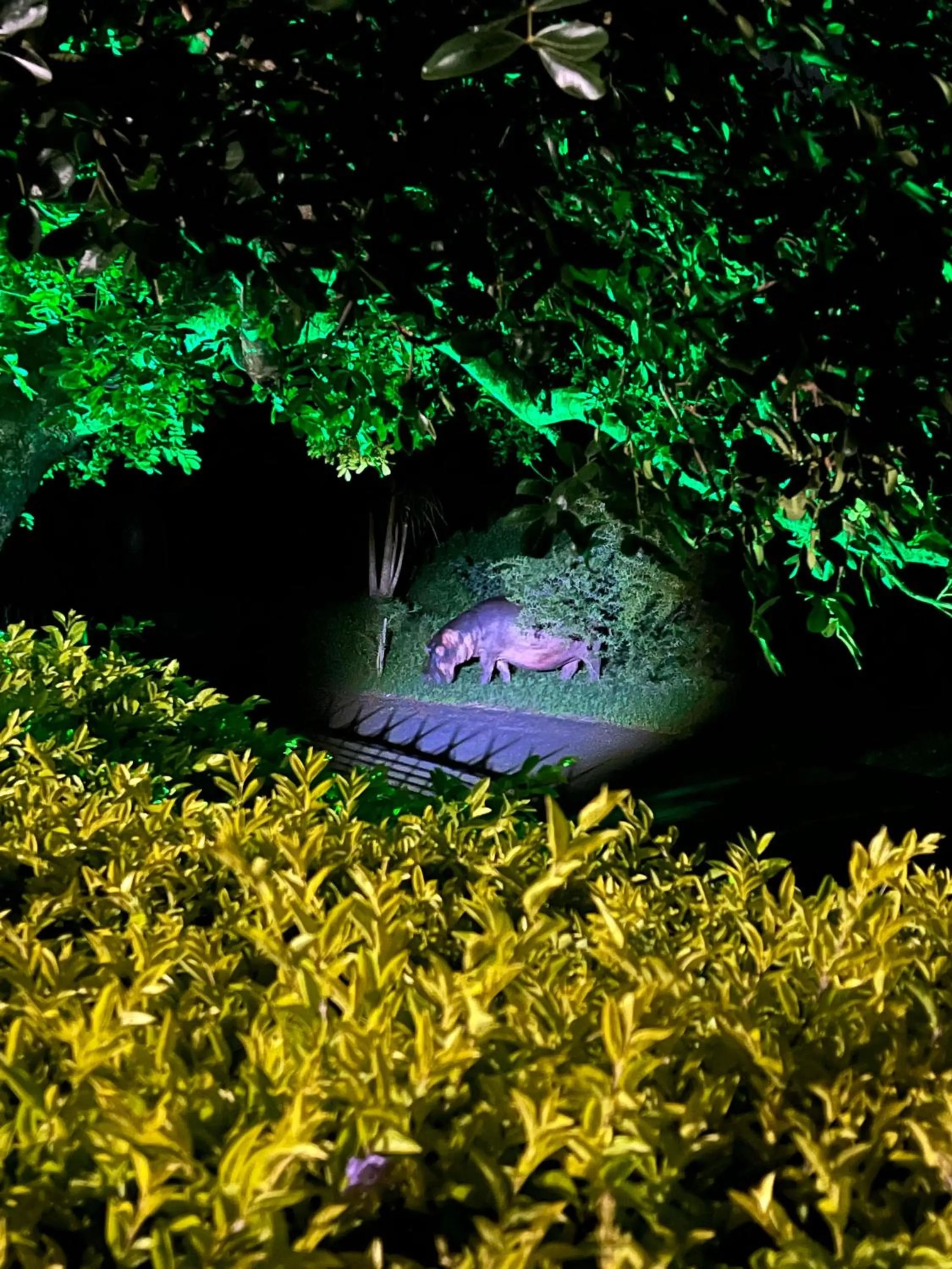 View (from property/room) in Leopard Corner Lodge