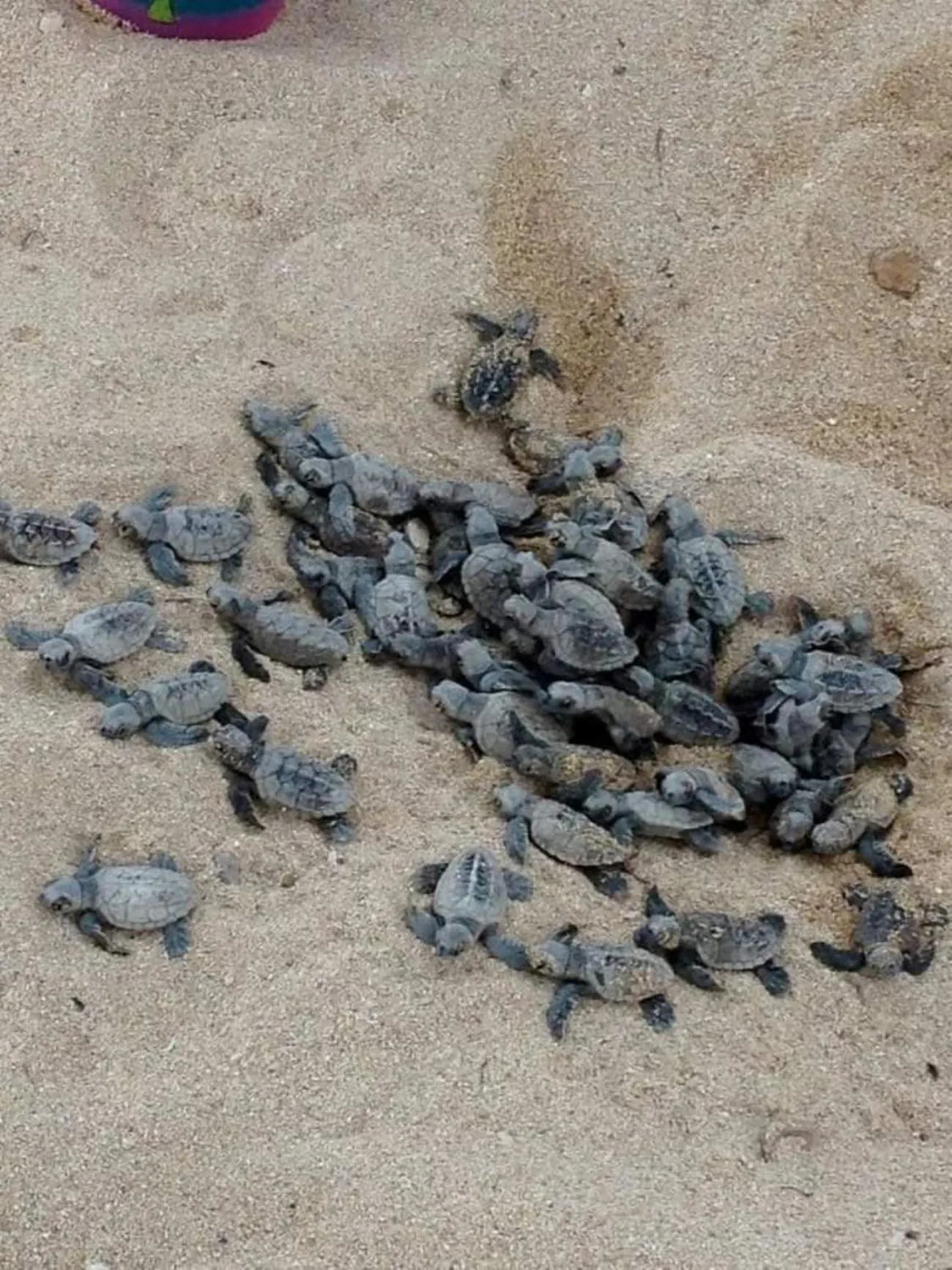 Animals in Leopard Corner Lodge