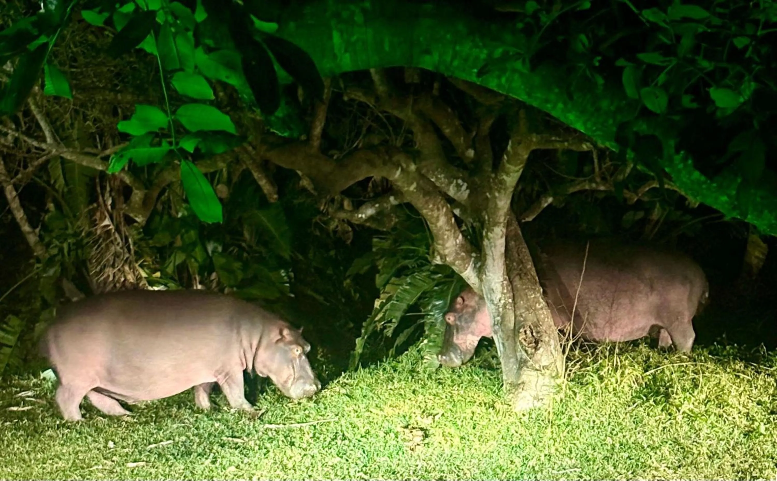 View (from property/room) in Leopard Corner Lodge
