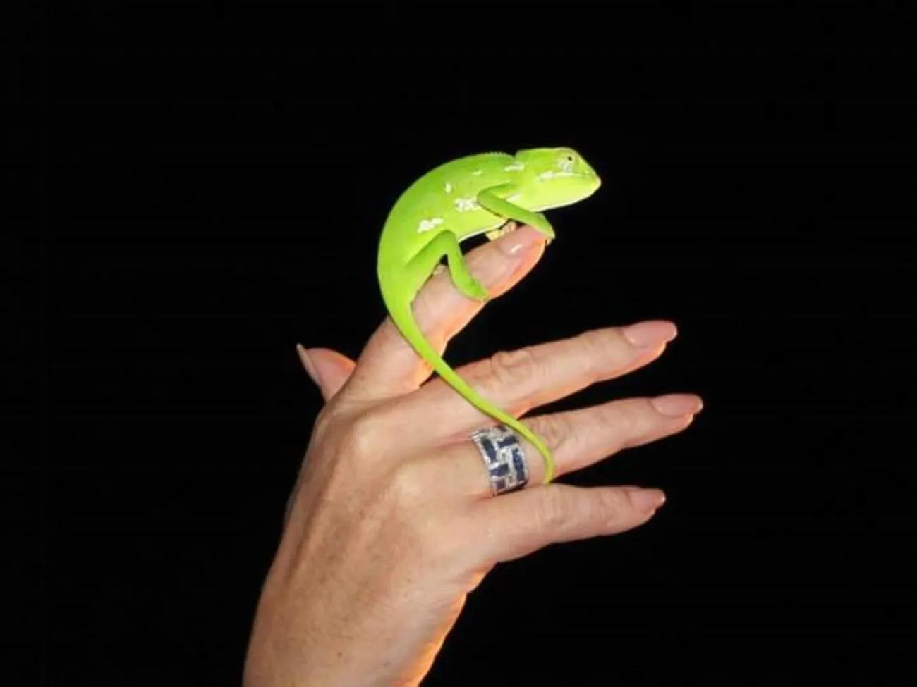 Animals in Leopard Corner Lodge