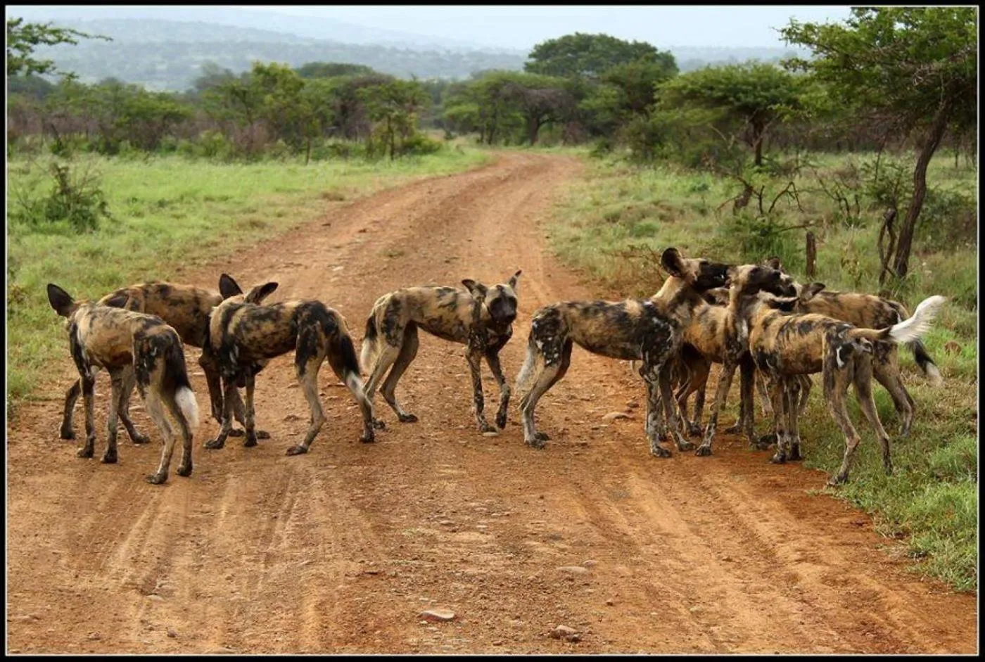 Animals in Leopard Corner Lodge