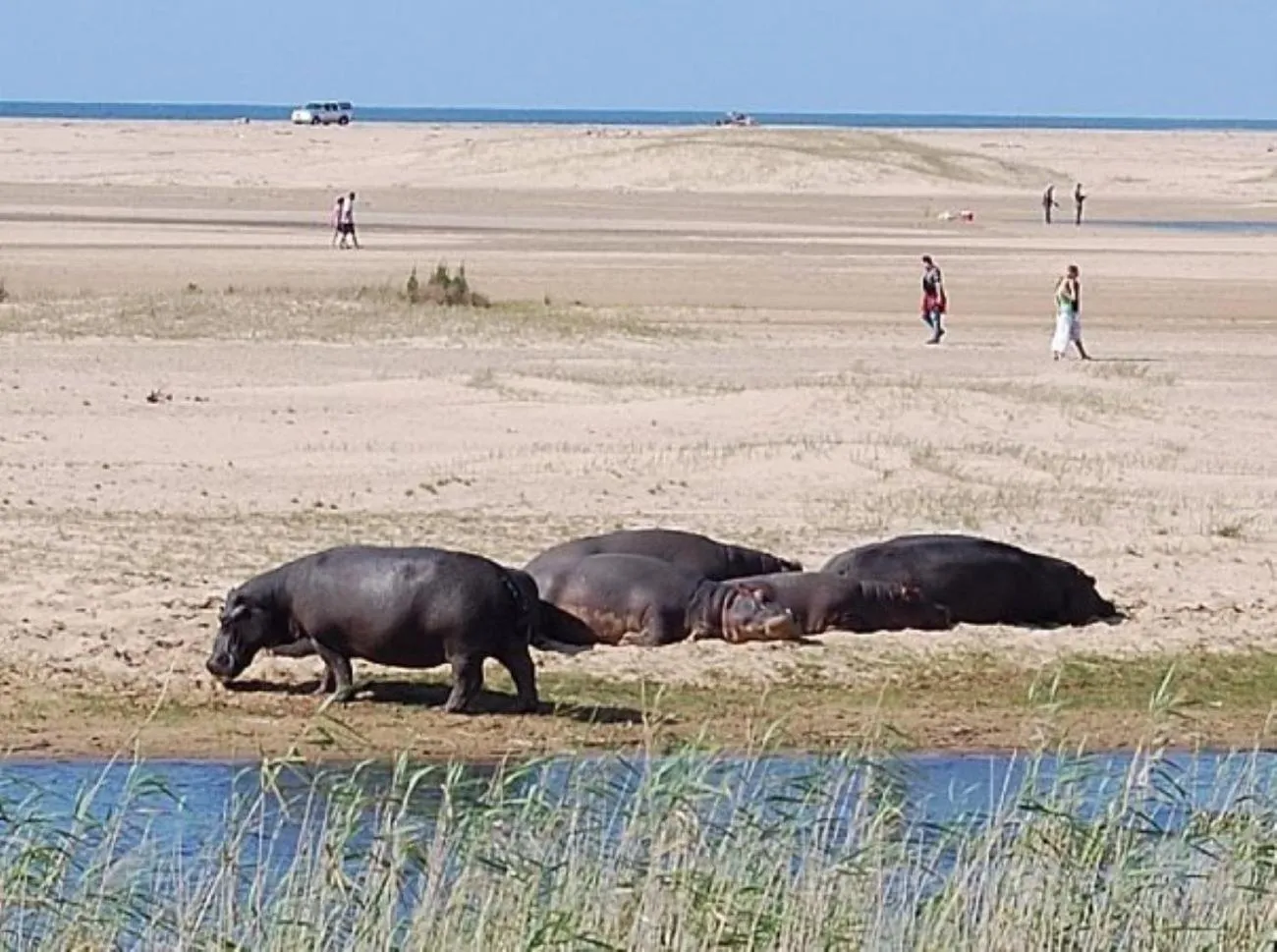 Animals in Leopard Corner Lodge