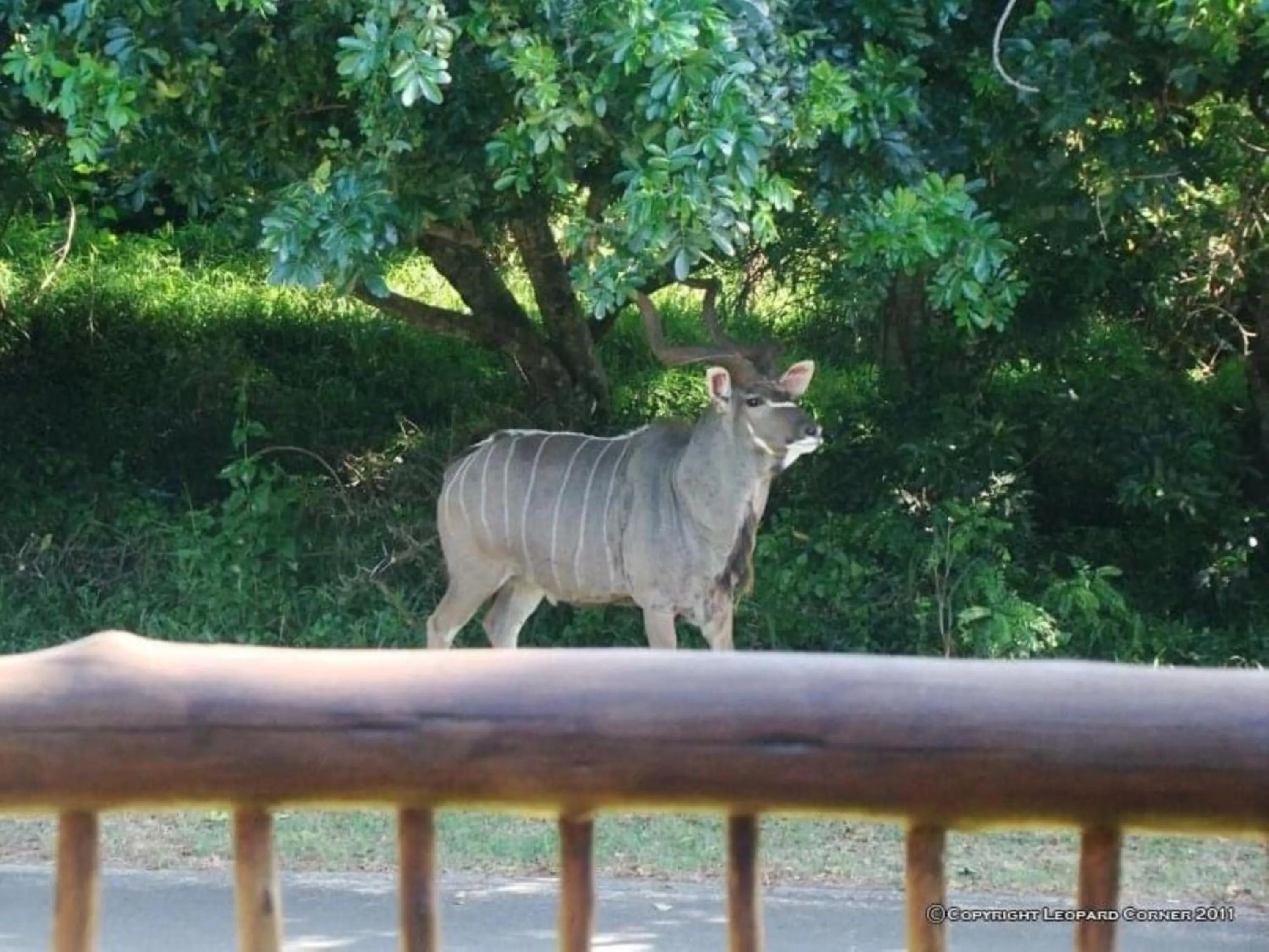 View (from property/room) in Leopard Corner Lodge