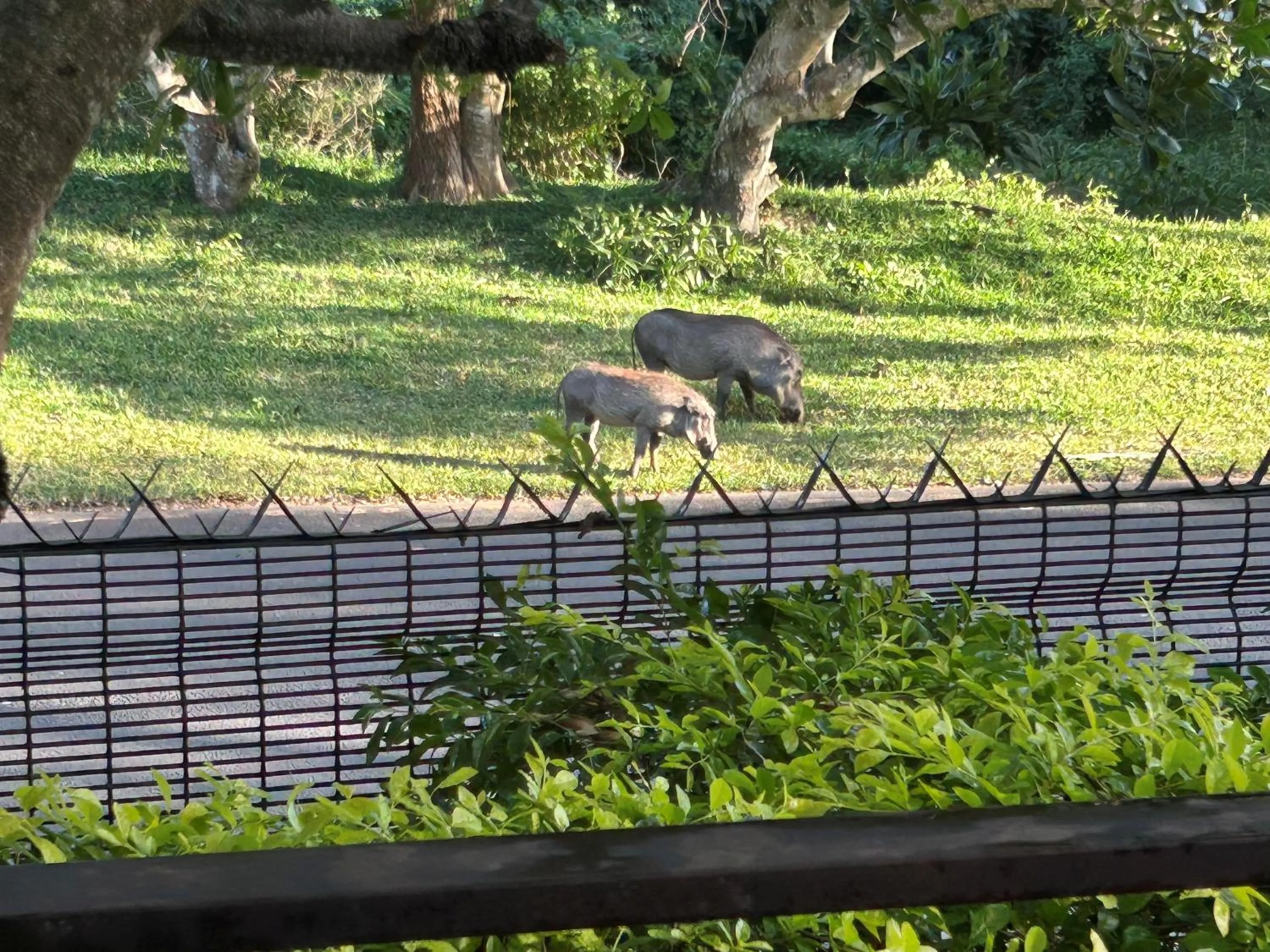 View (from property/room) in Leopard Corner Lodge