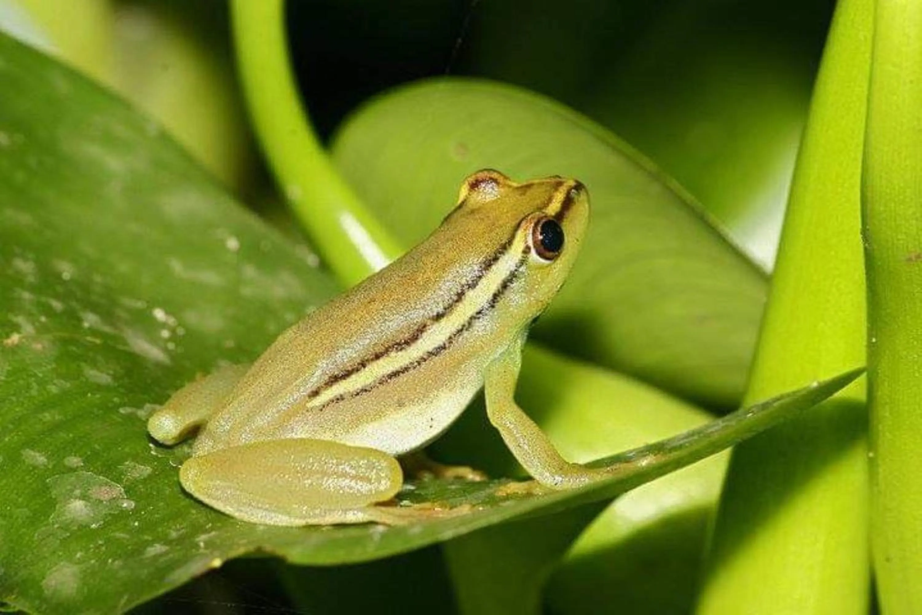 Animals in Leopard Corner Lodge