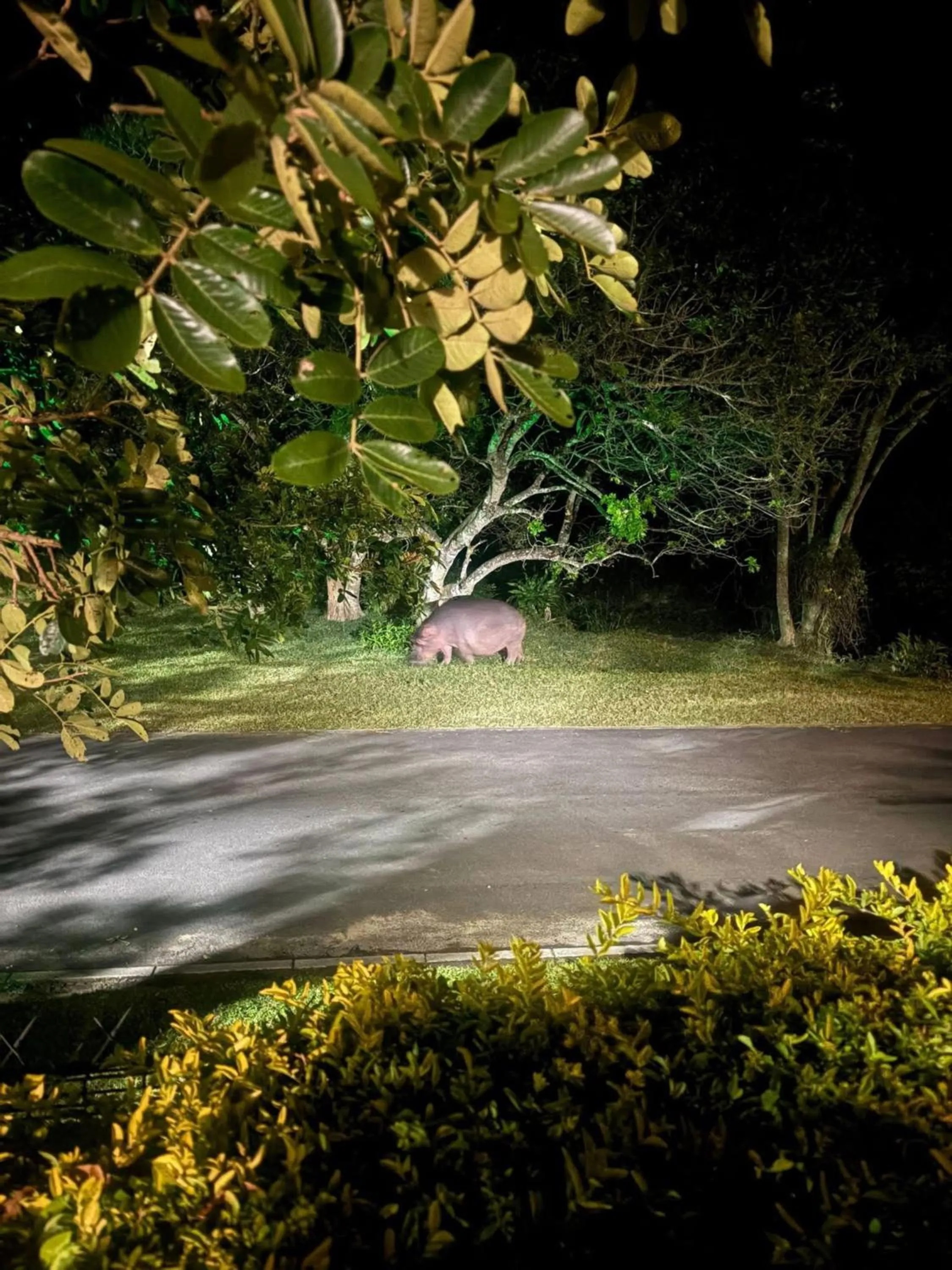 Night in Leopard Corner Lodge