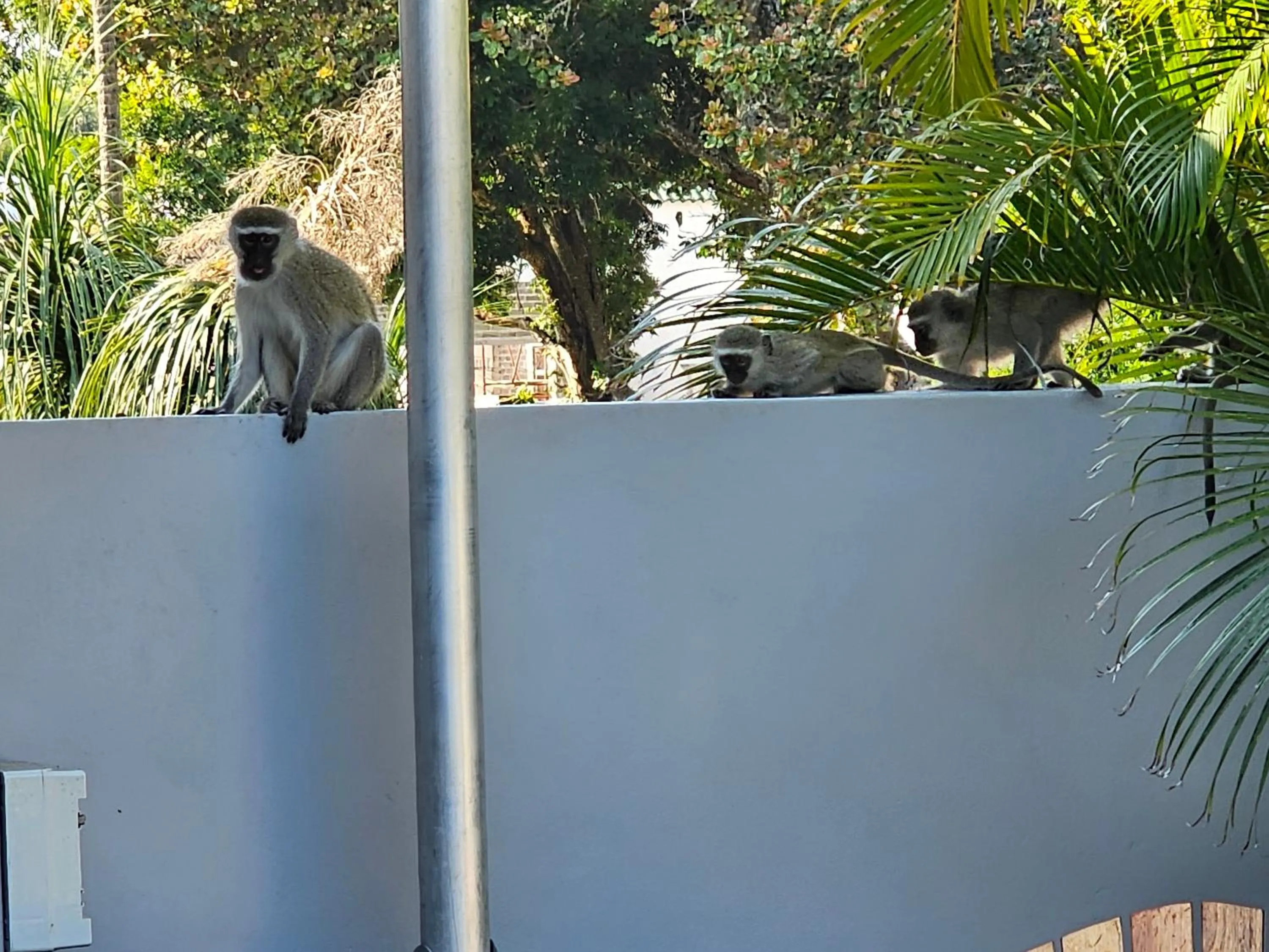 Animals in Leopard Corner Lodge