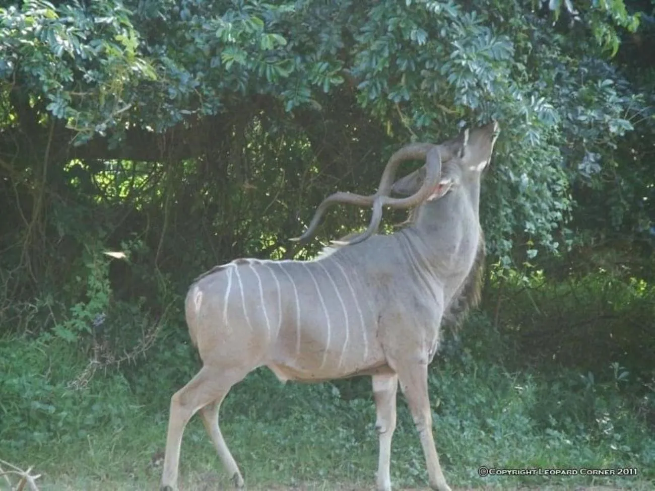 View (from property/room) in Leopard Corner Lodge