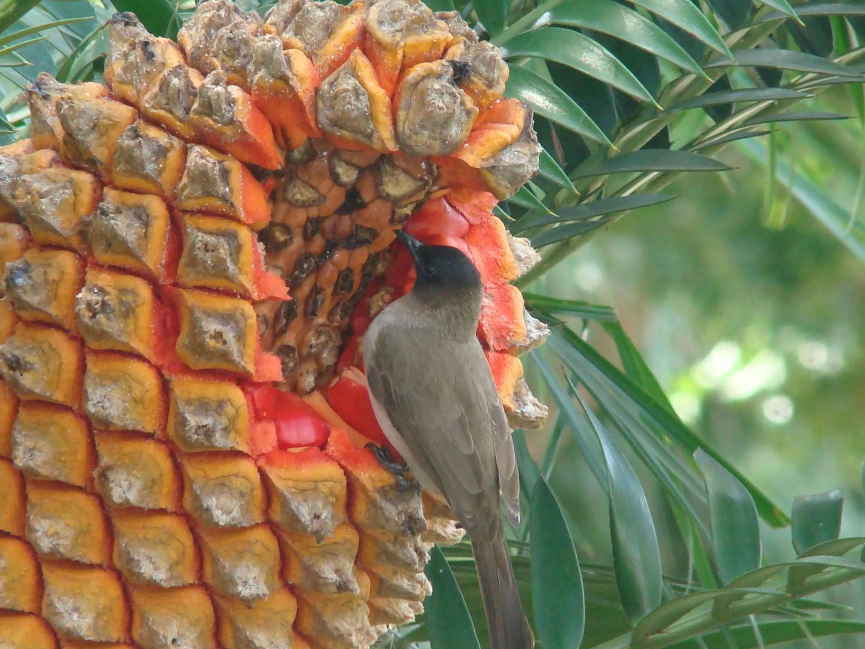 Garden in Leopard Corner Lodge