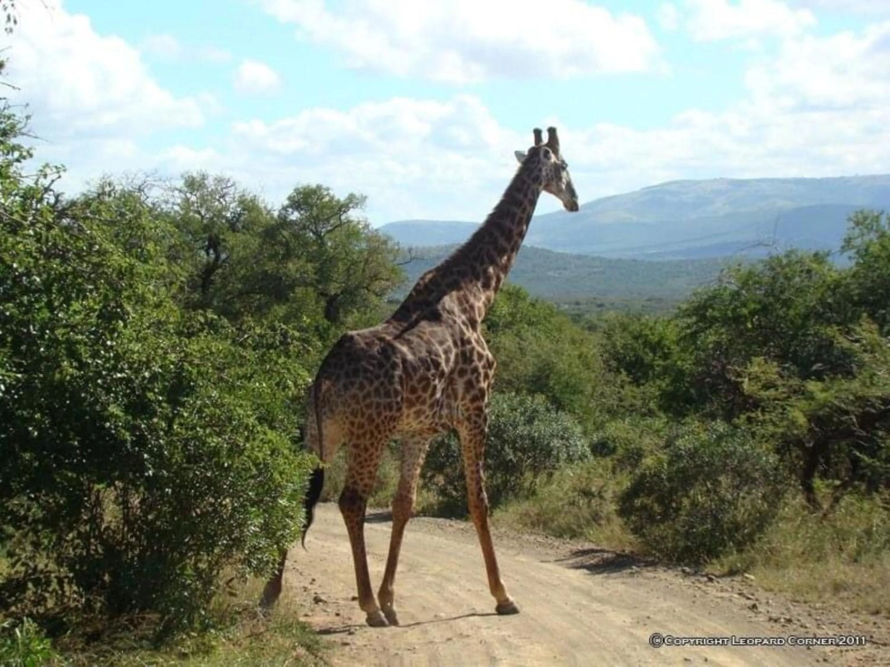 Animals in Leopard Corner Lodge