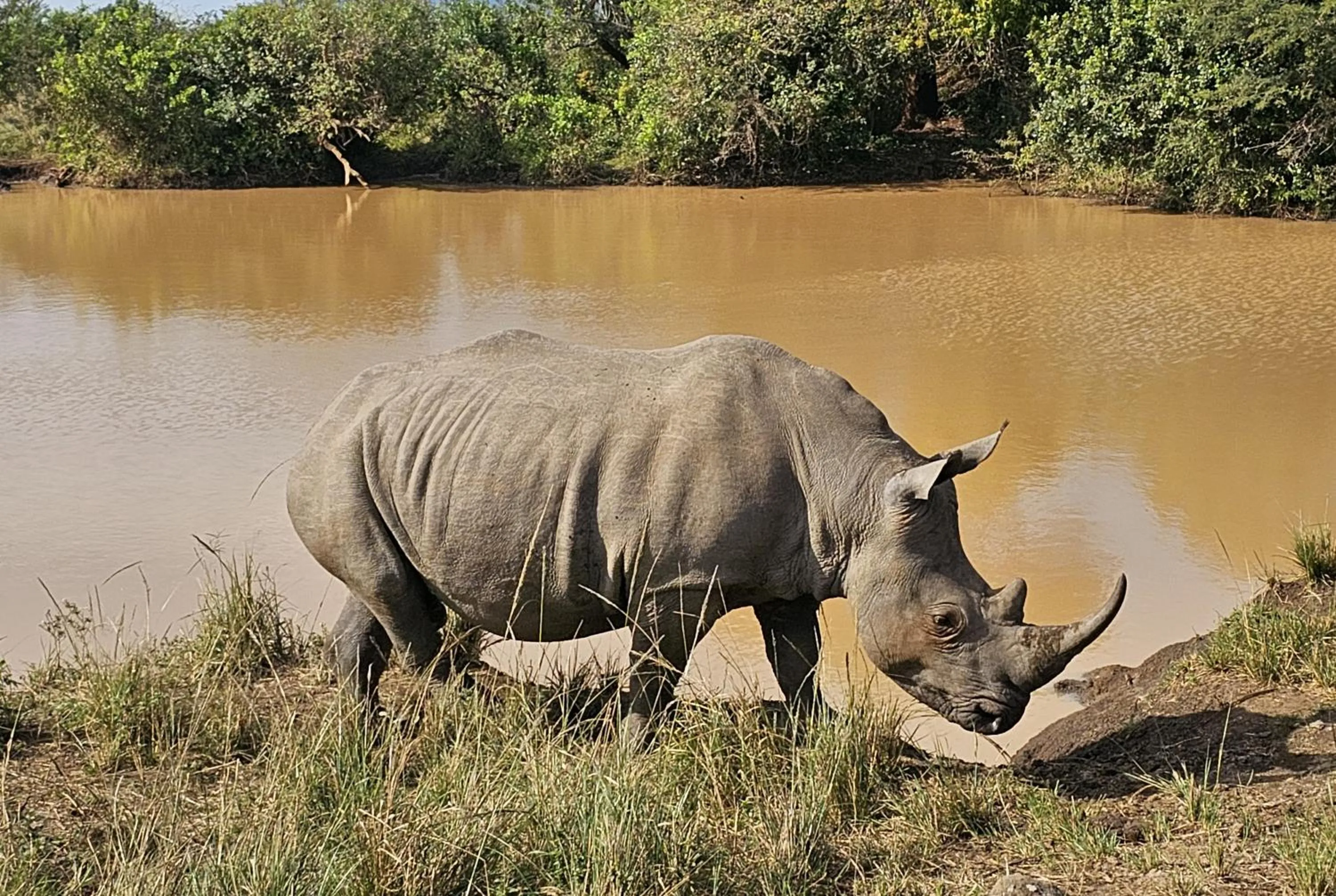 Animals in Leopard Corner Lodge