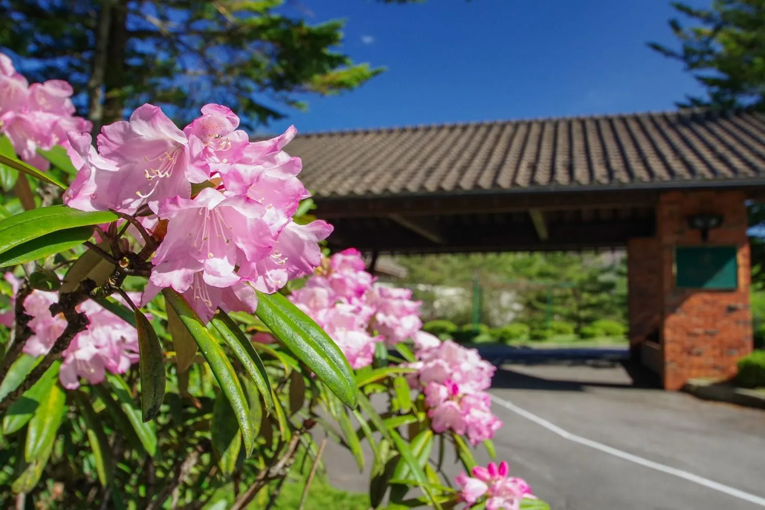 Spring in Tsumagoi Prince Hotel