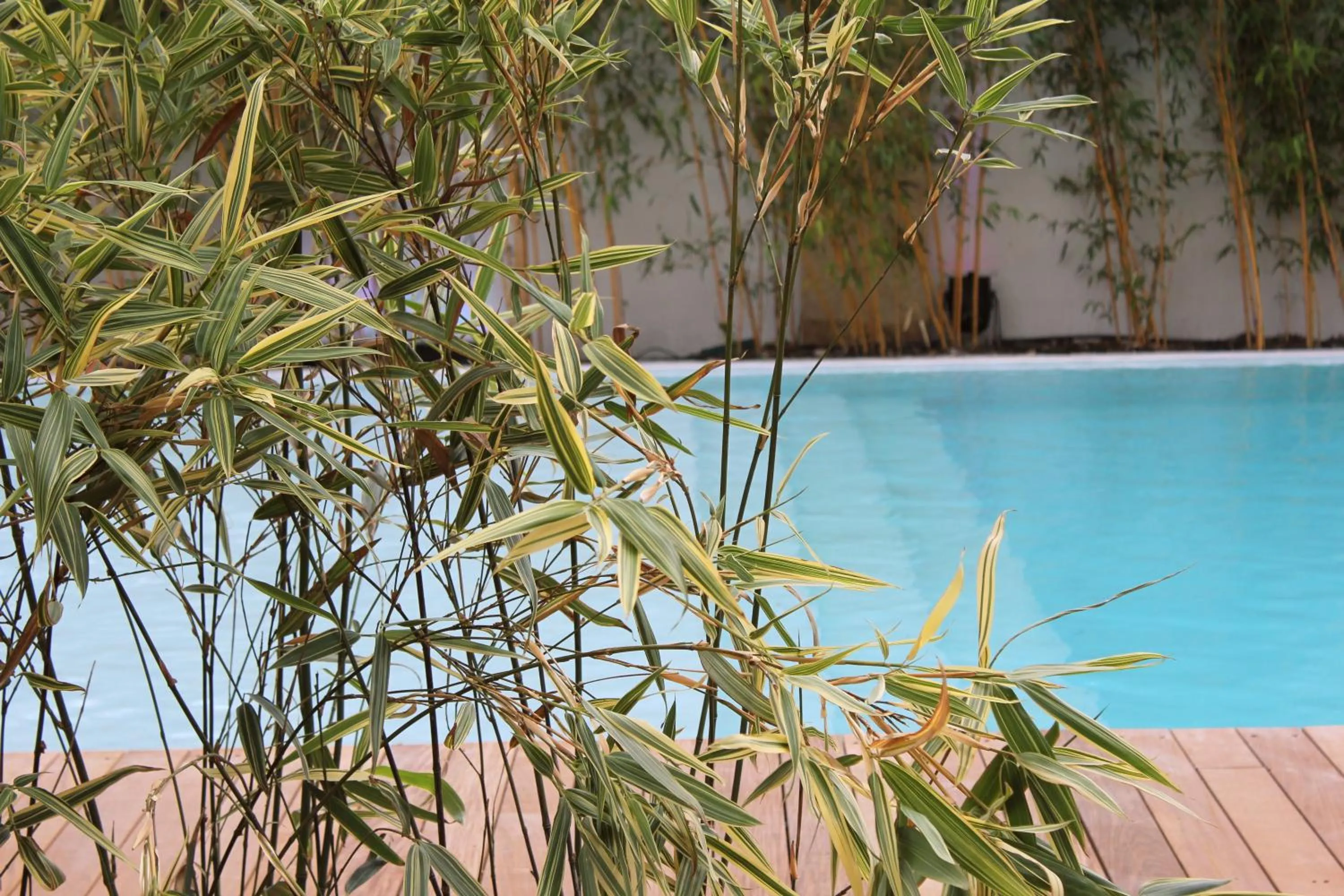 Garden in HÔTEL C SUITES chambres spacieuses