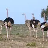 View (from property/room) in Résidence Fanti