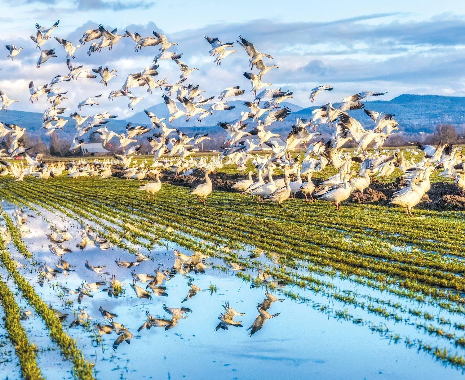Spring in Hotel Planter