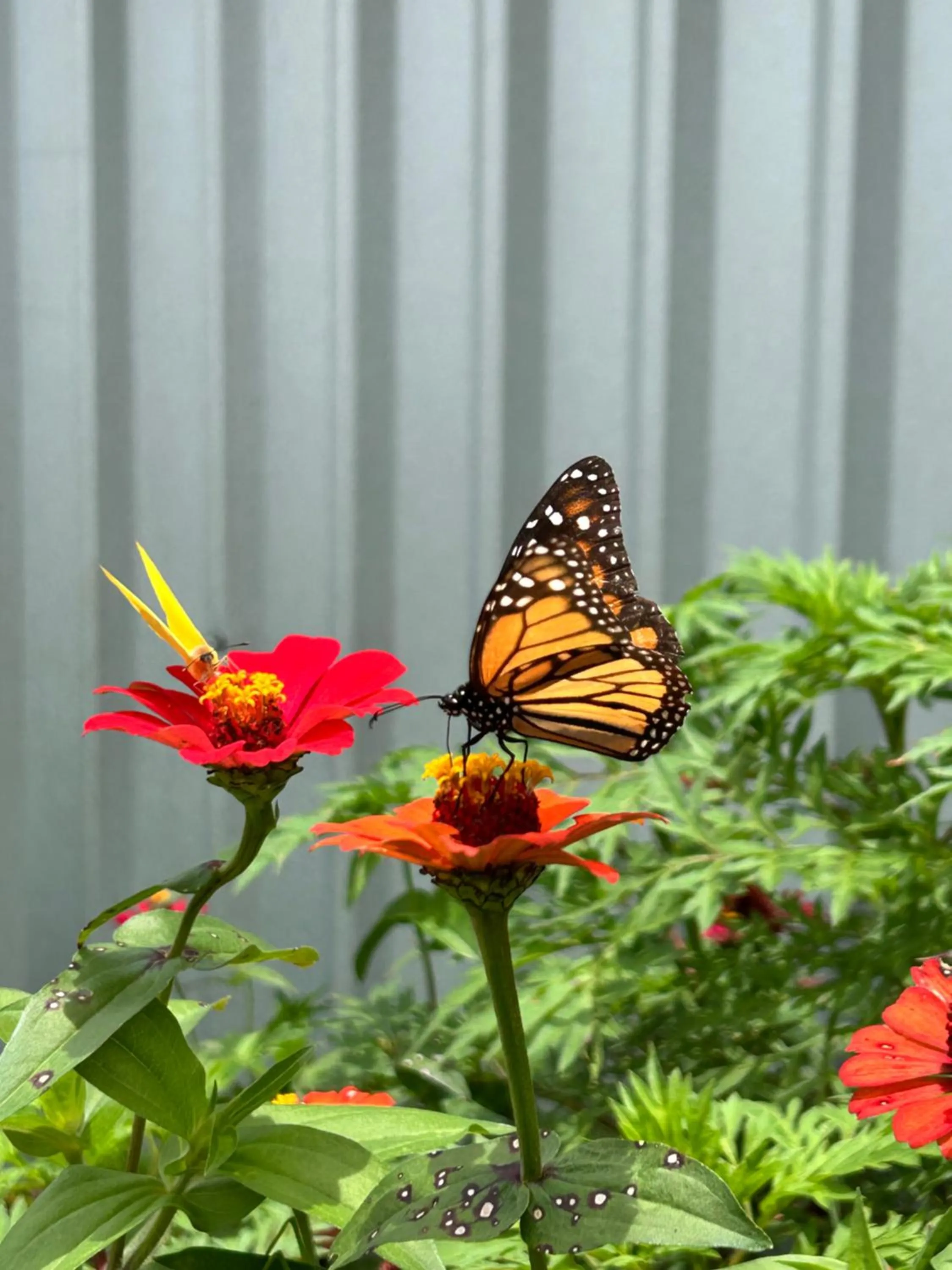 Garden in B&B Garden Grecia