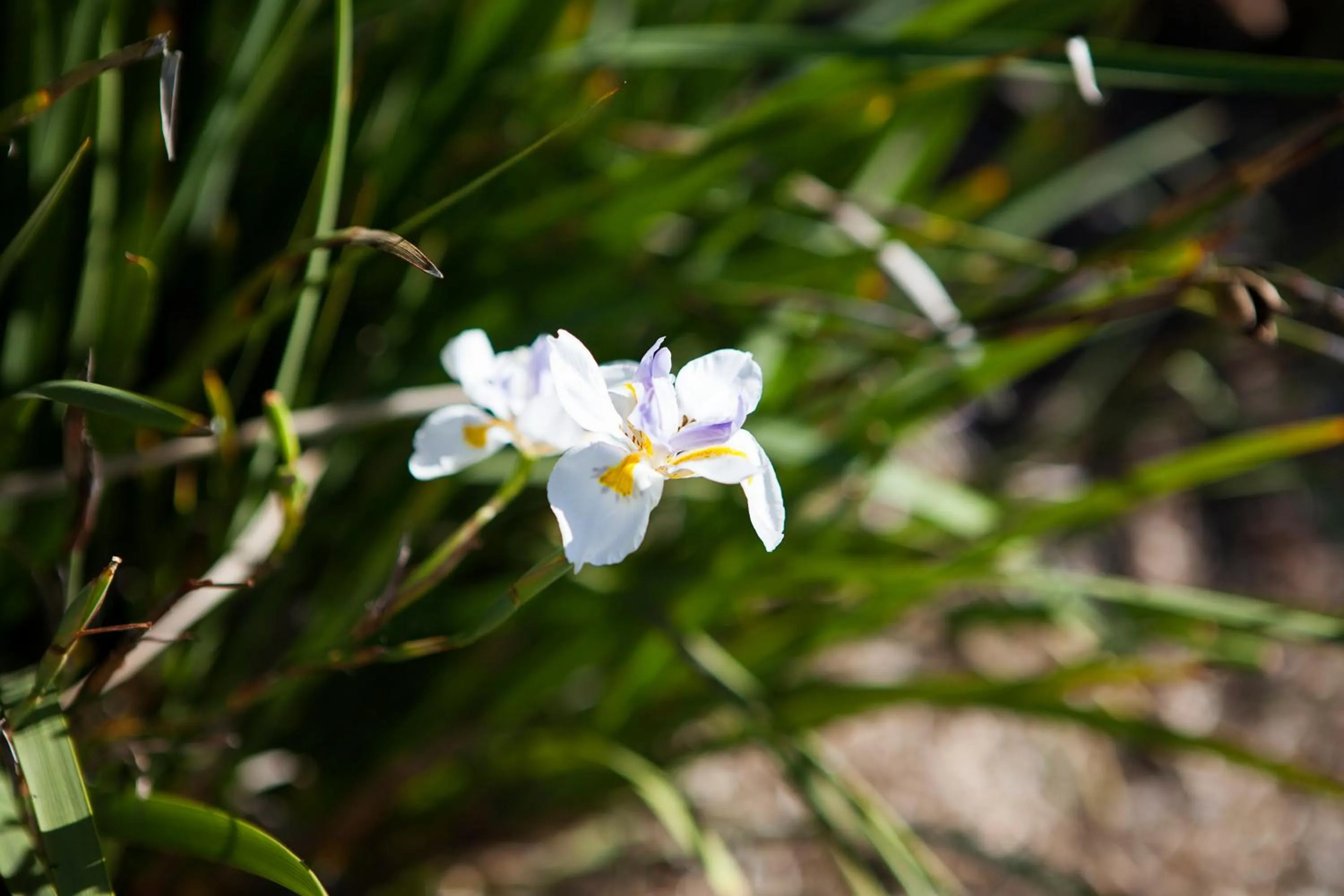 Echuca Moama Holiday Villas