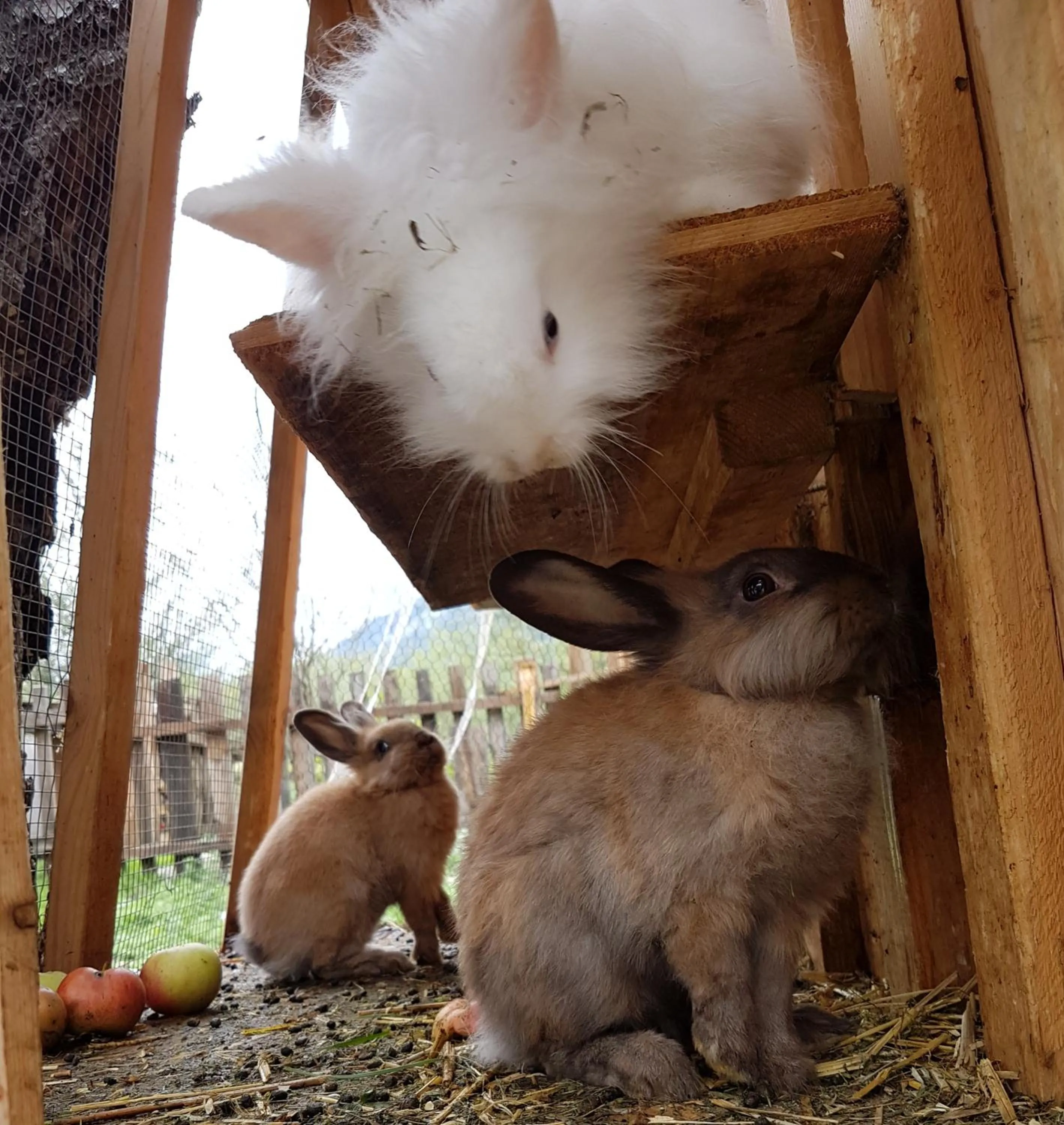Animals in Aktivhotel Tuxerhof