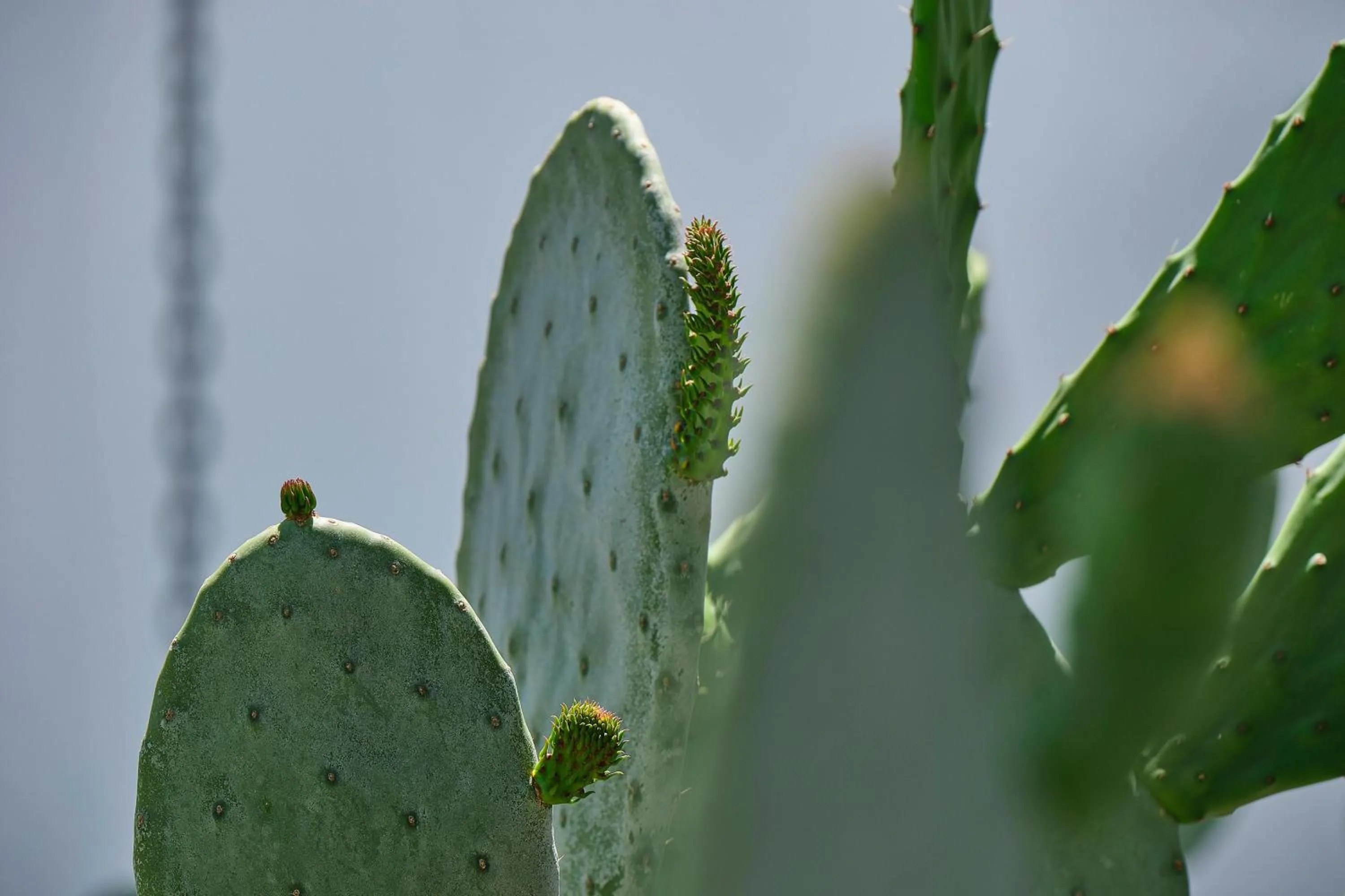 Natural landscape in YAZ Yalıkavak