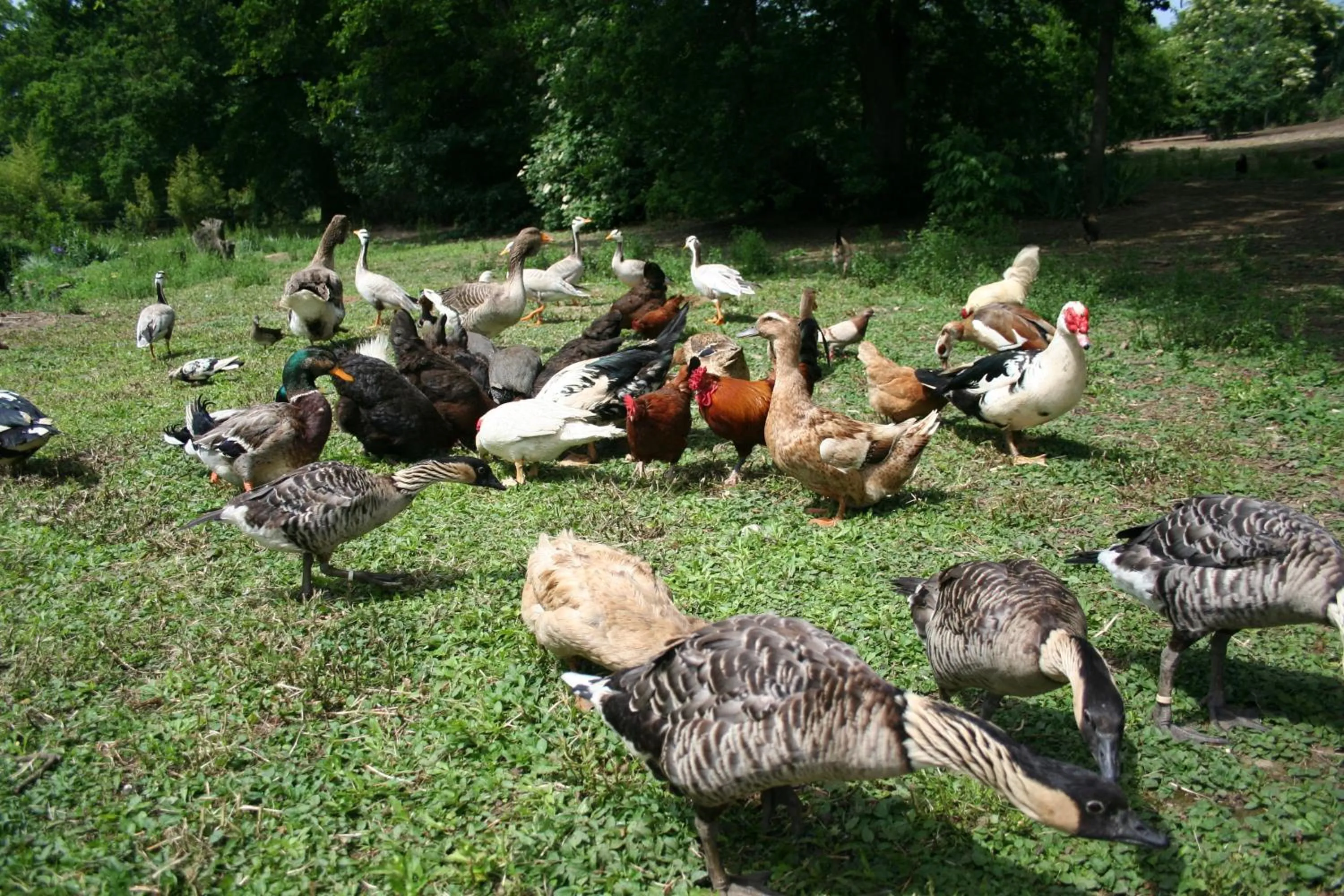 Pets in Une Chambre à la Campagne