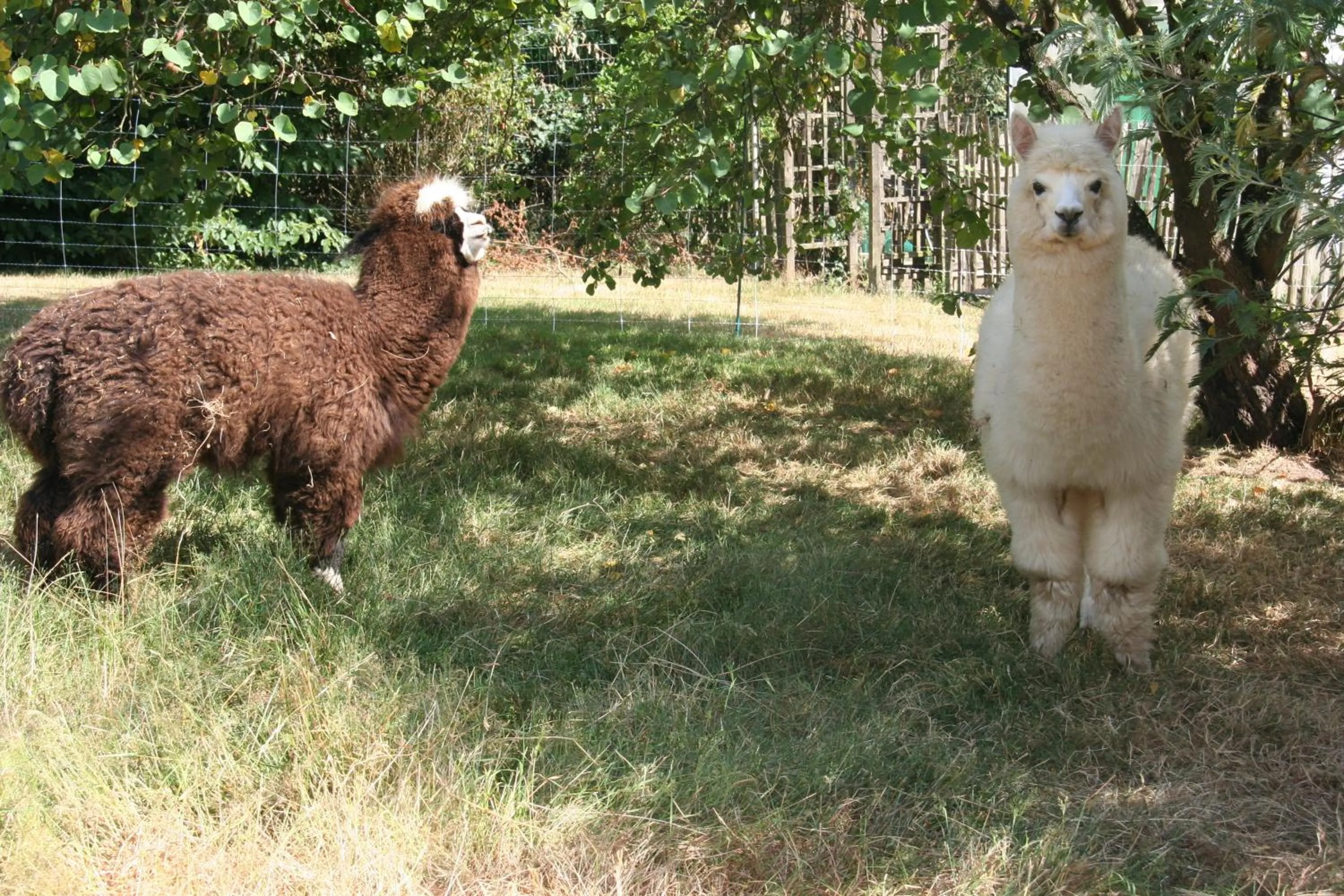 Animals in Une Chambre à la Campagne