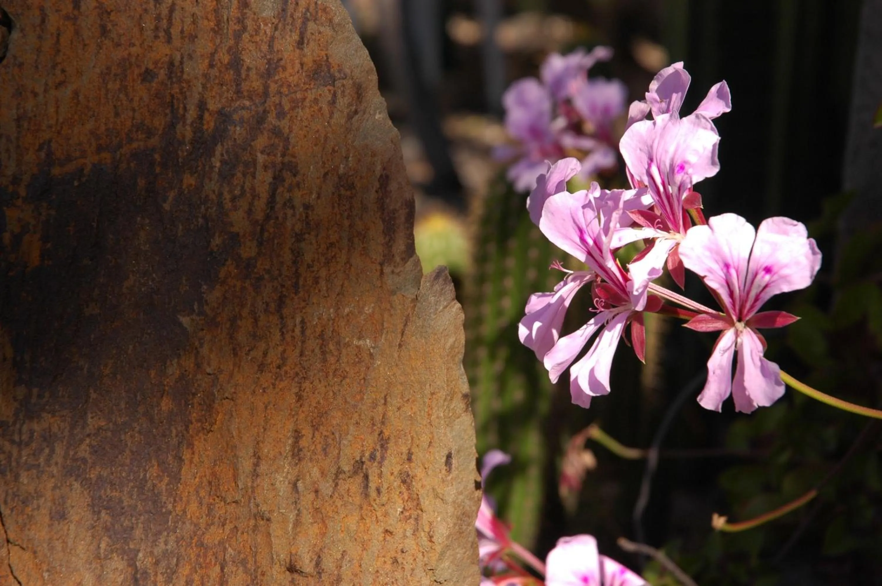 Garden in Karoo Soul