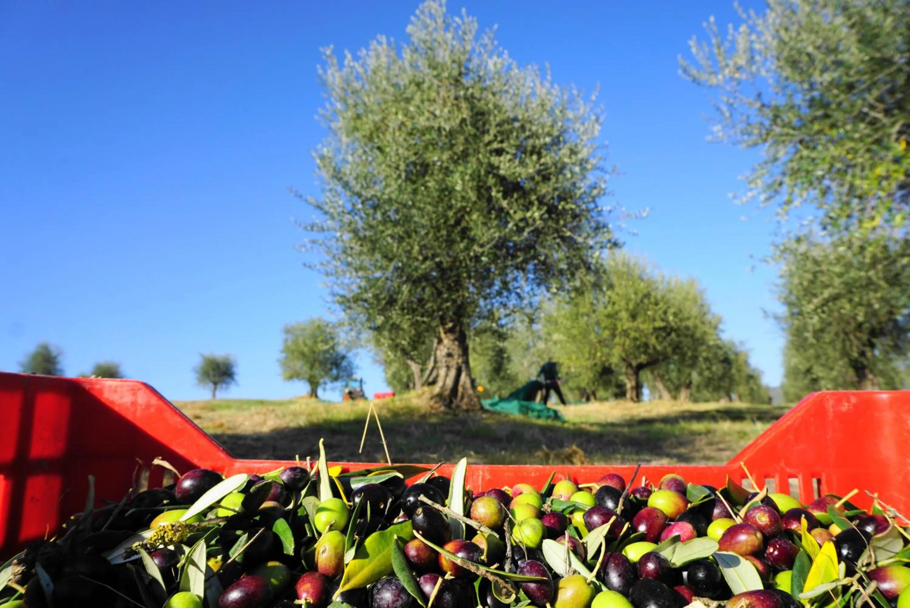 Natural landscape in Fattoria Lornano Winery