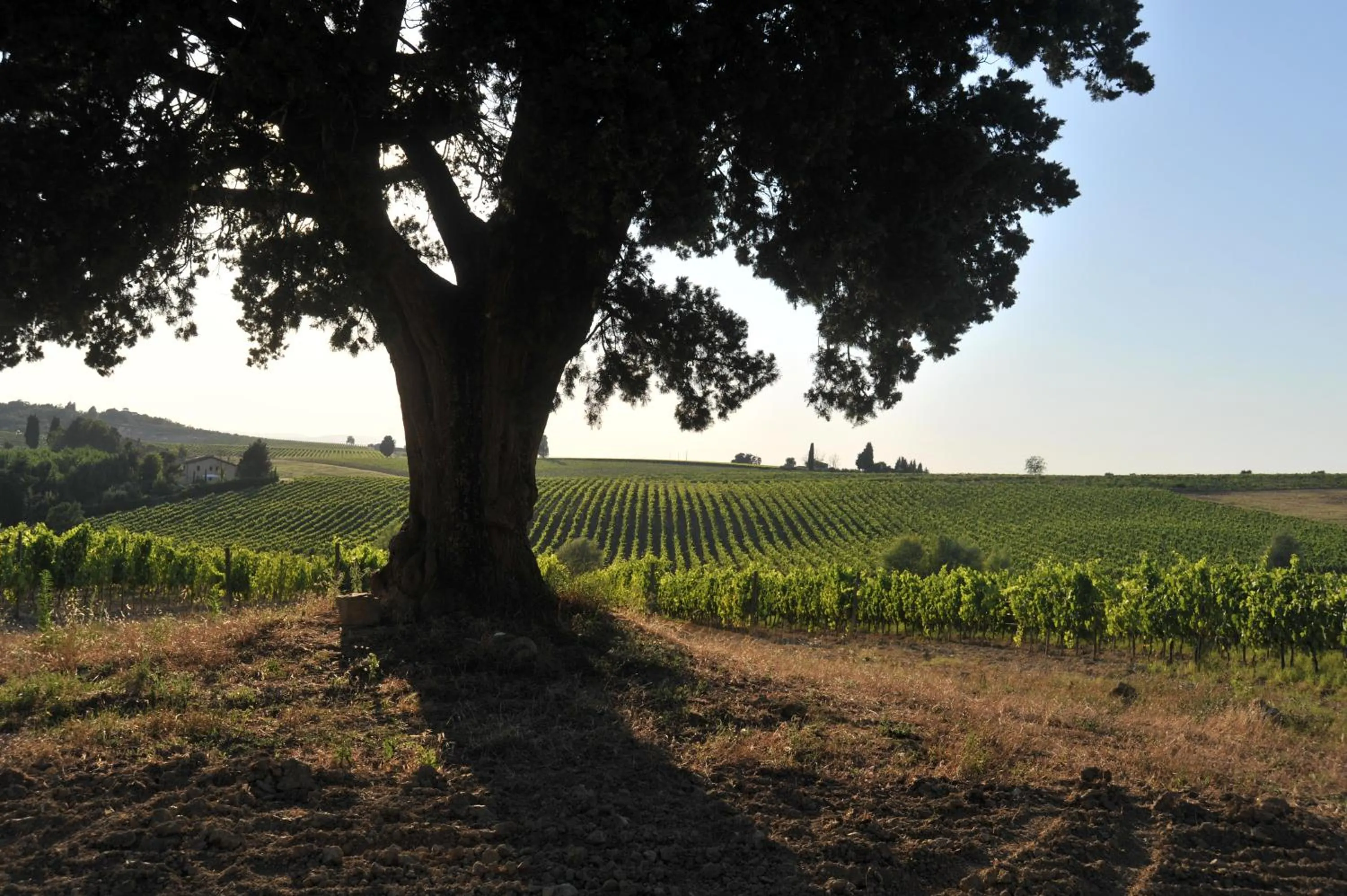 Activities in Fattoria Lornano Winery