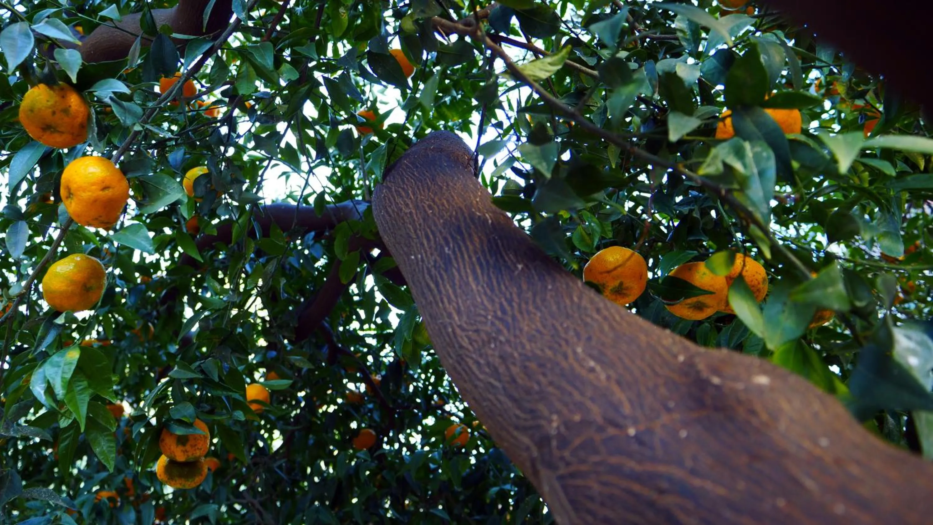 Garden in Arte & Mare