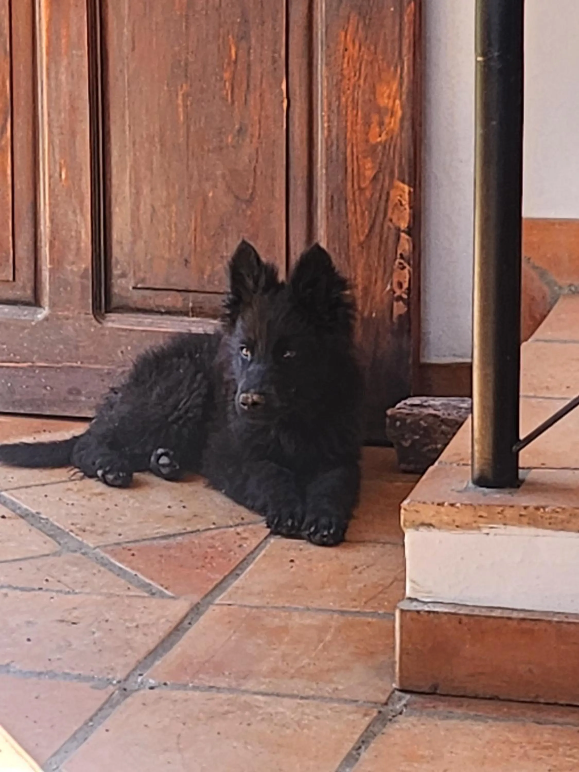 Pets in Hotel Ficus Villa de Leyva