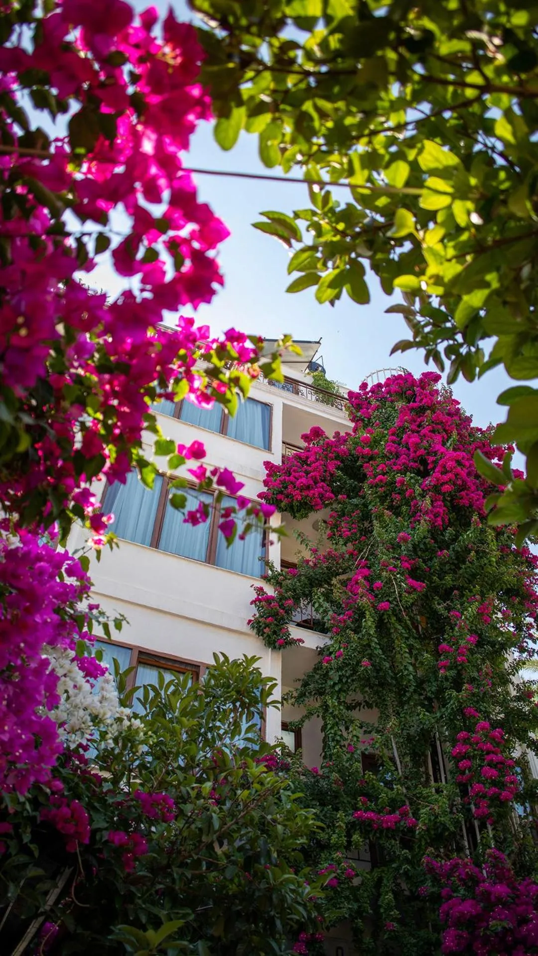 Restaurant/places to eat in Patron Hotel