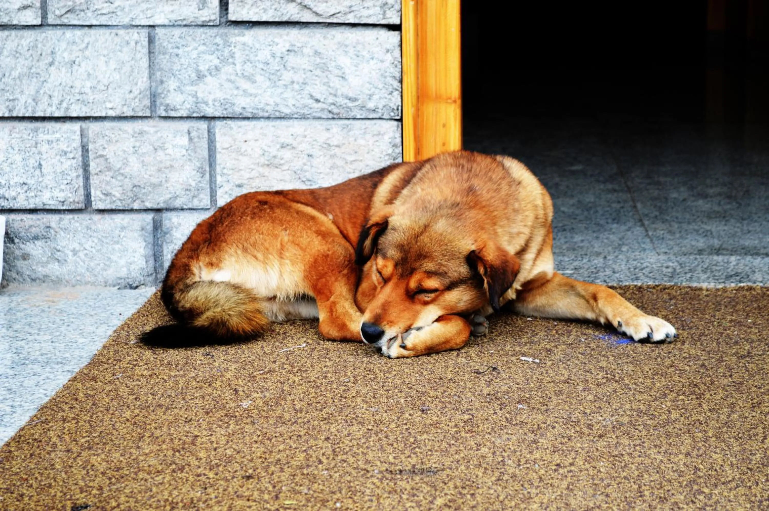 Property building in Manali Outdoor Retreat by Sheosante