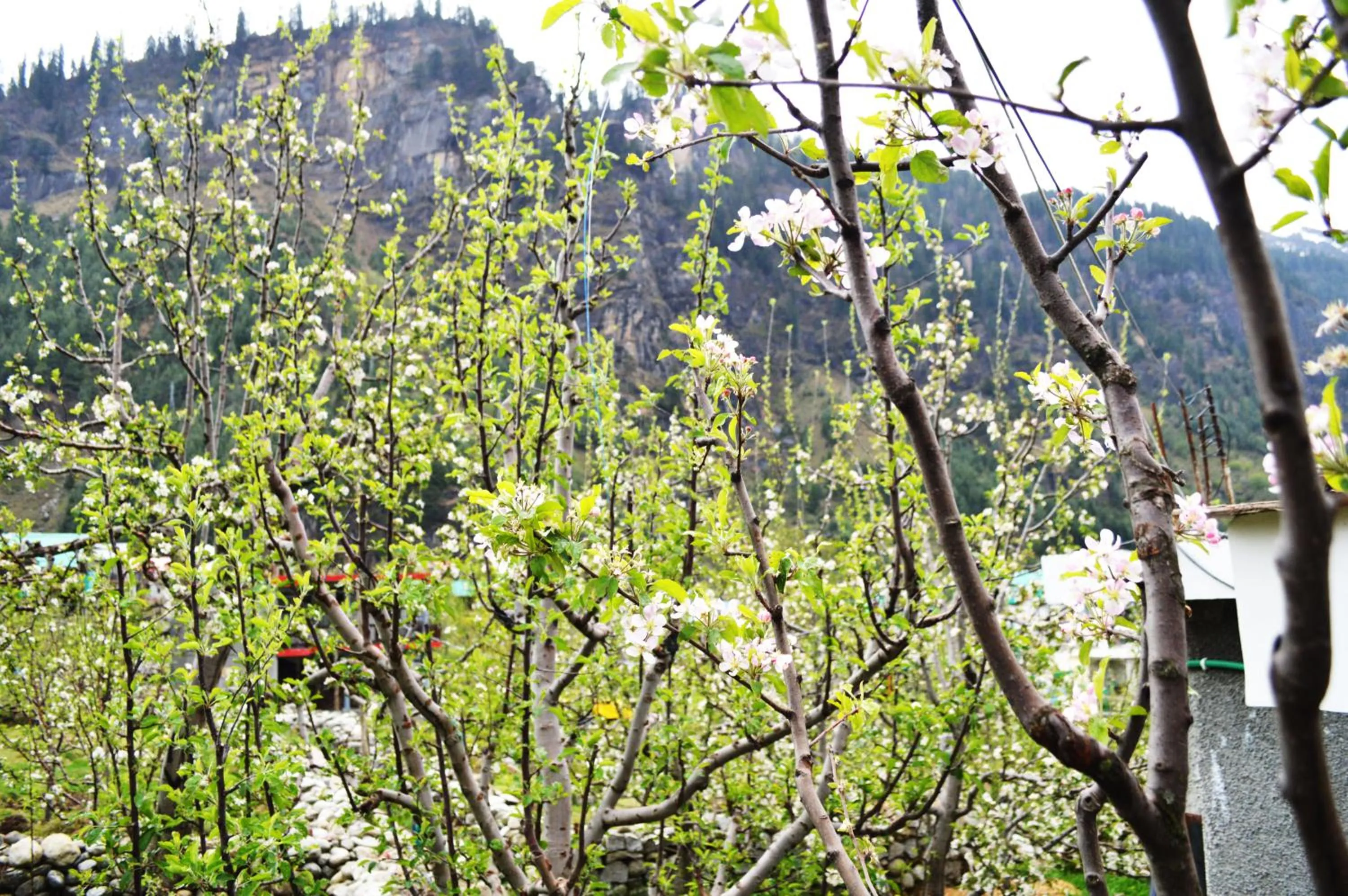 Garden in Manali Outdoor Retreat by Sheosante