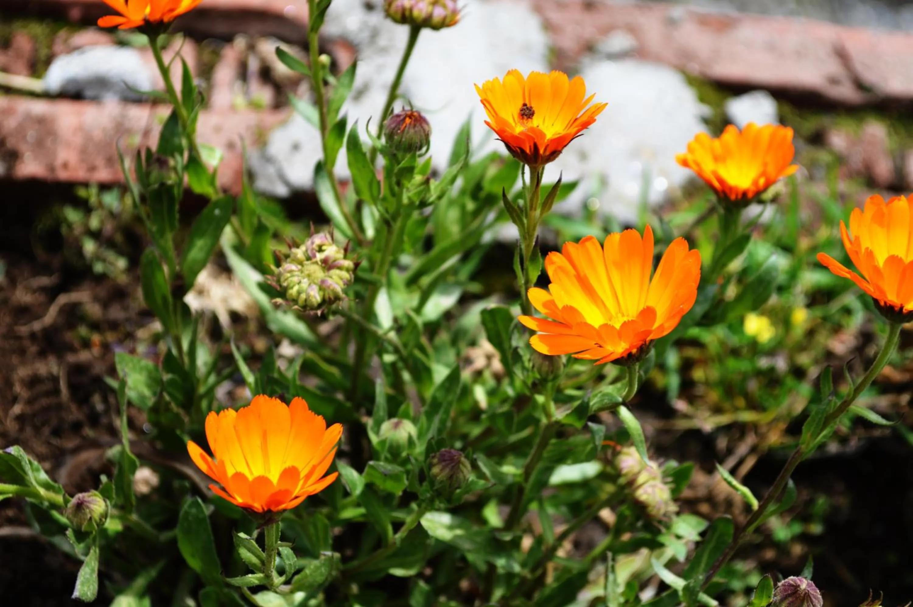 Garden in Manali Outdoor Retreat by Sheosante